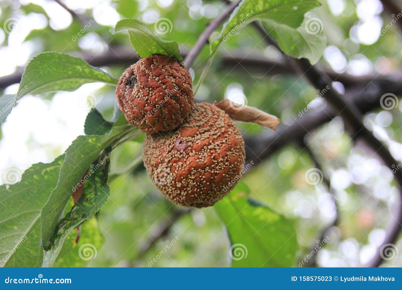 Monilia. Two apples Infected by Fungal Disease Monilia fructigena on a tree branch. Damaged fruit