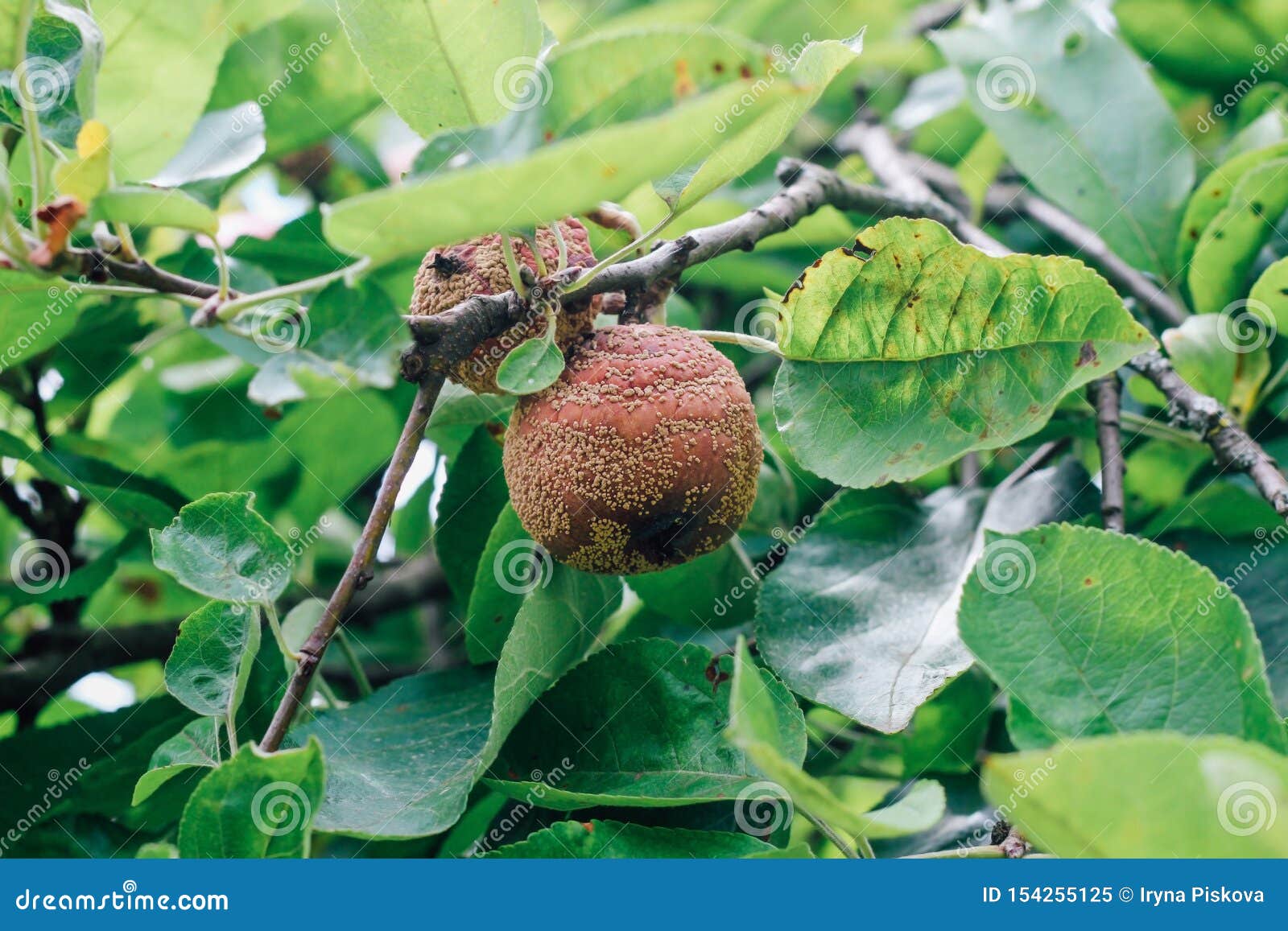 monilinia fructigena. a sick apple with obvious signs of lesion growing on a branch.