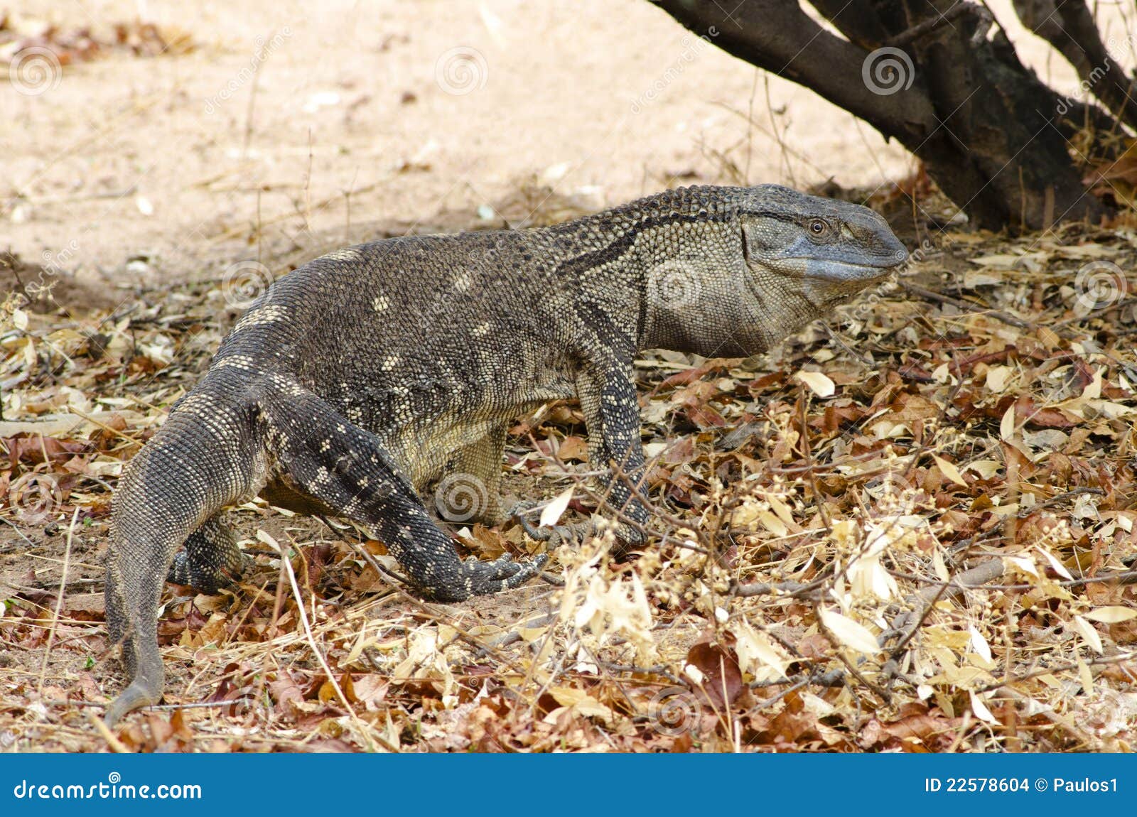 Monitor Lizard stock photo. Image of tanzania, ruaha 22578604