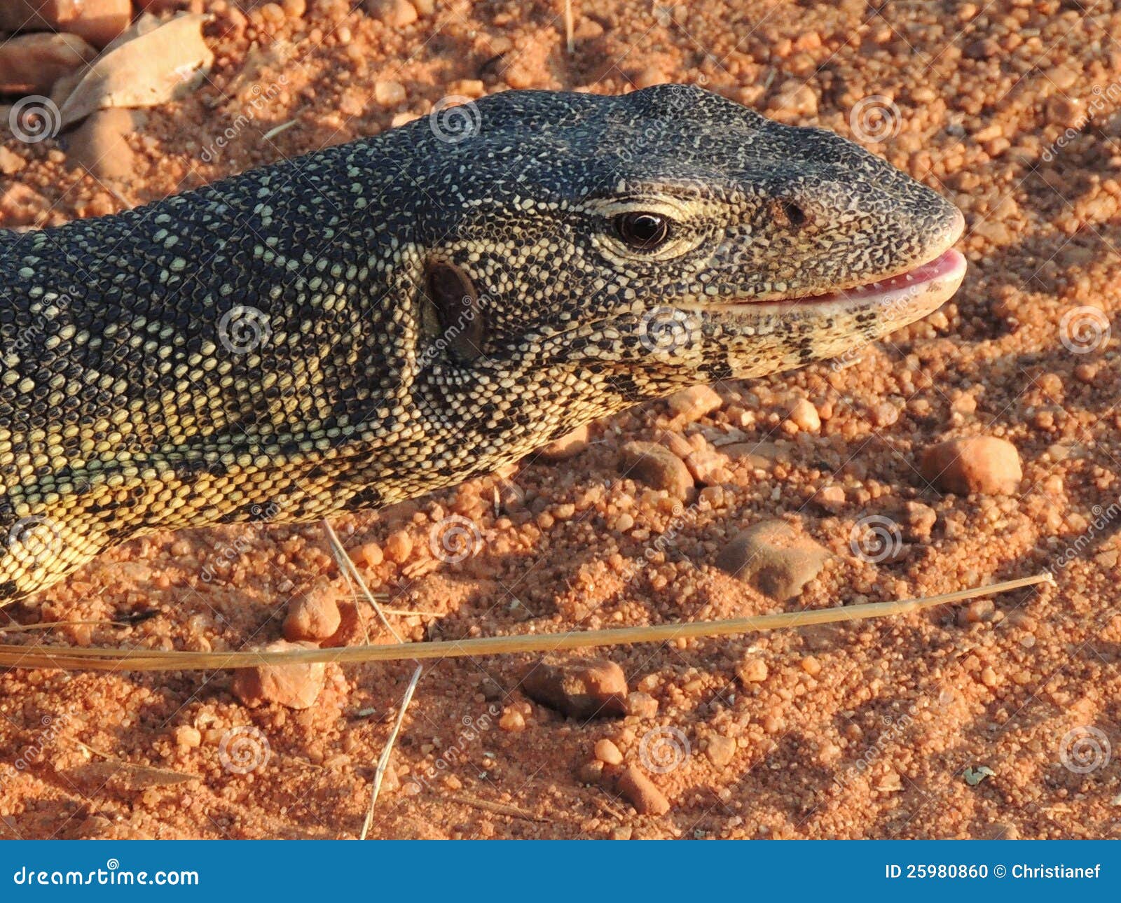 Monitor Lizard stock photo. Image of reptile, close, africa 25980860