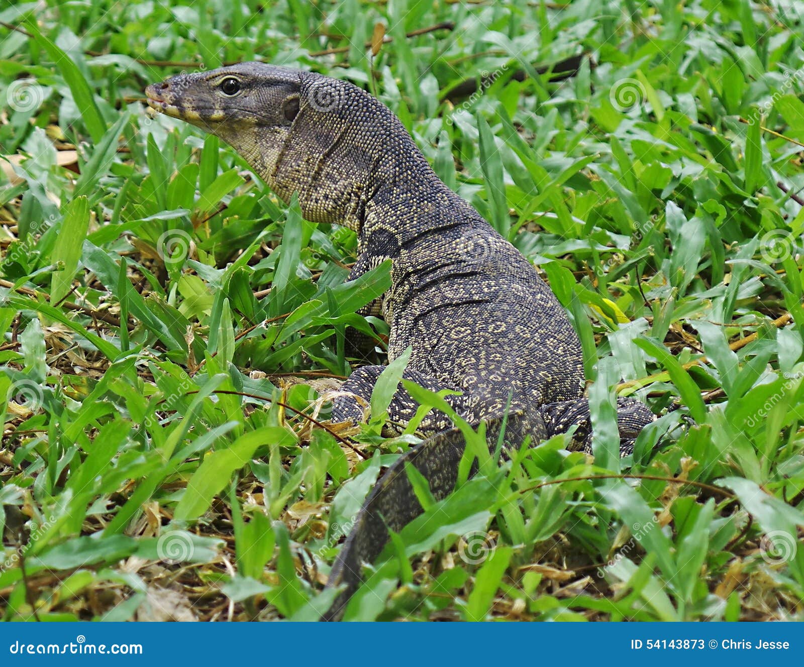 Monitor Lizard in Bangkok stock image. Image of lumphini 54143873