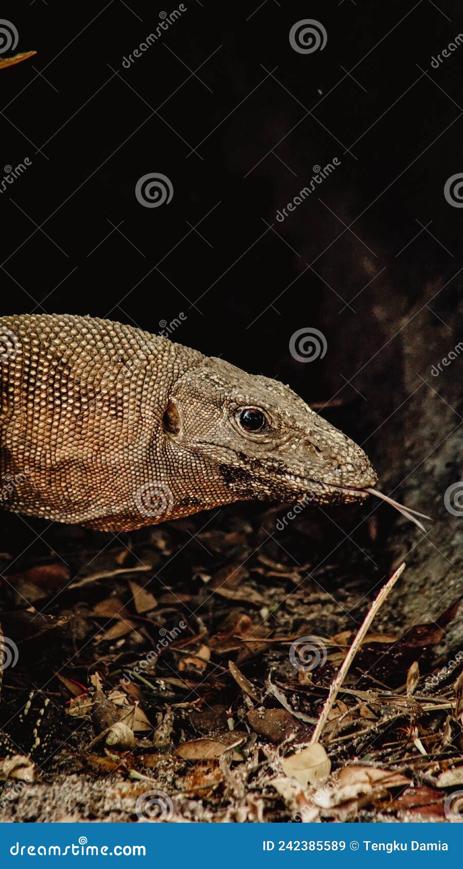 Monitor Lizard Drainage Stock Photos Free & RoyaltyFree Stock Photos