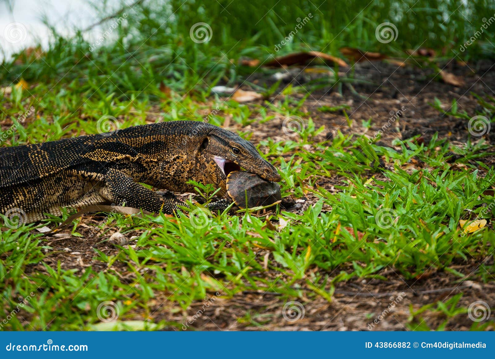 Monitor Lizard Eating Turtle, Medium, Lumphini Stock Photo Image of
