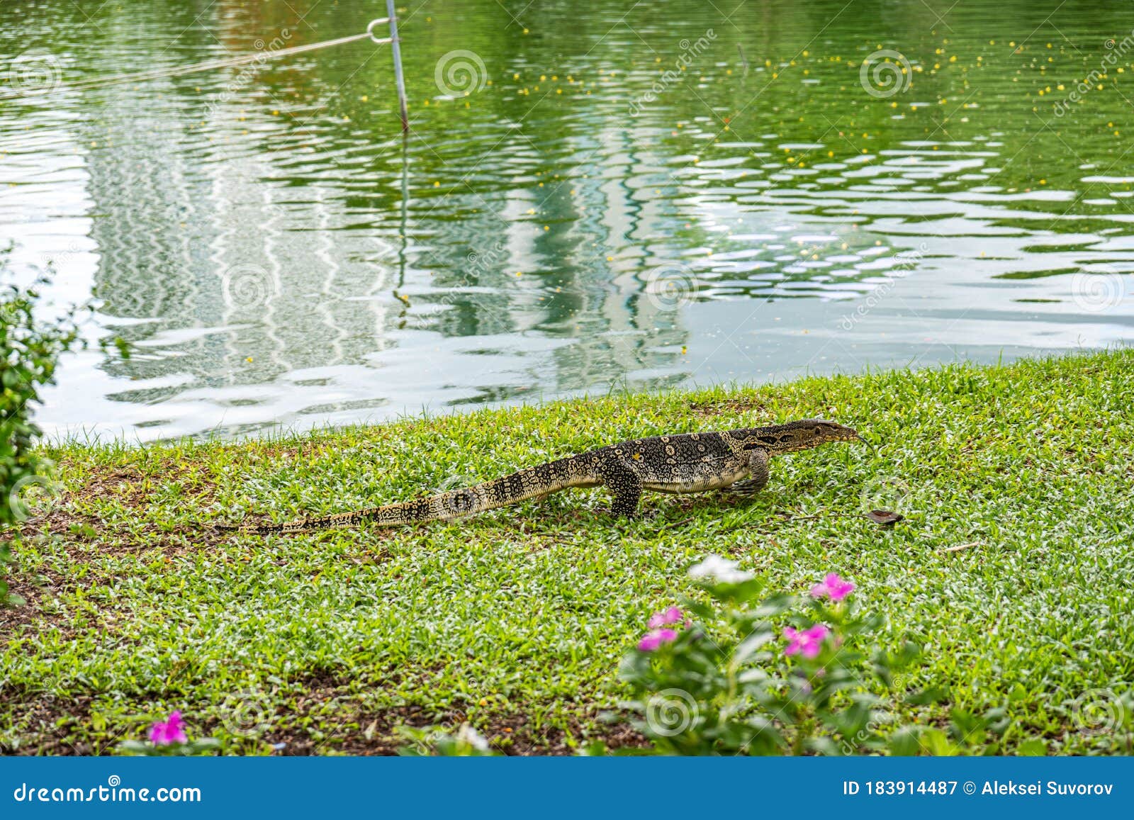Monitor Lizard at Lumpini Park, Bangkok. Asian, Dangerous. Stock Image