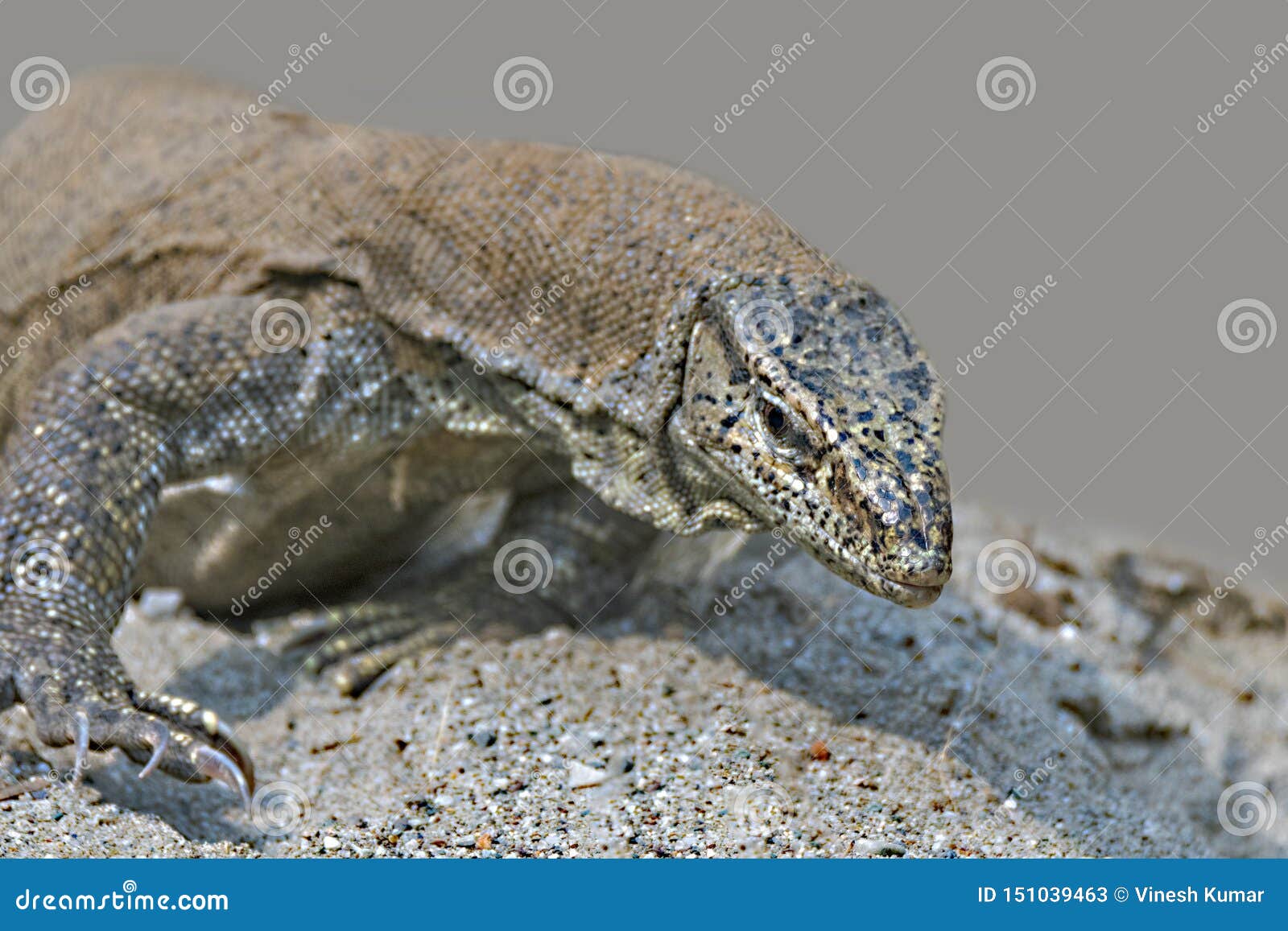 Monitor Lizard Perching On Forest Floor In Search Of Prey Stock
