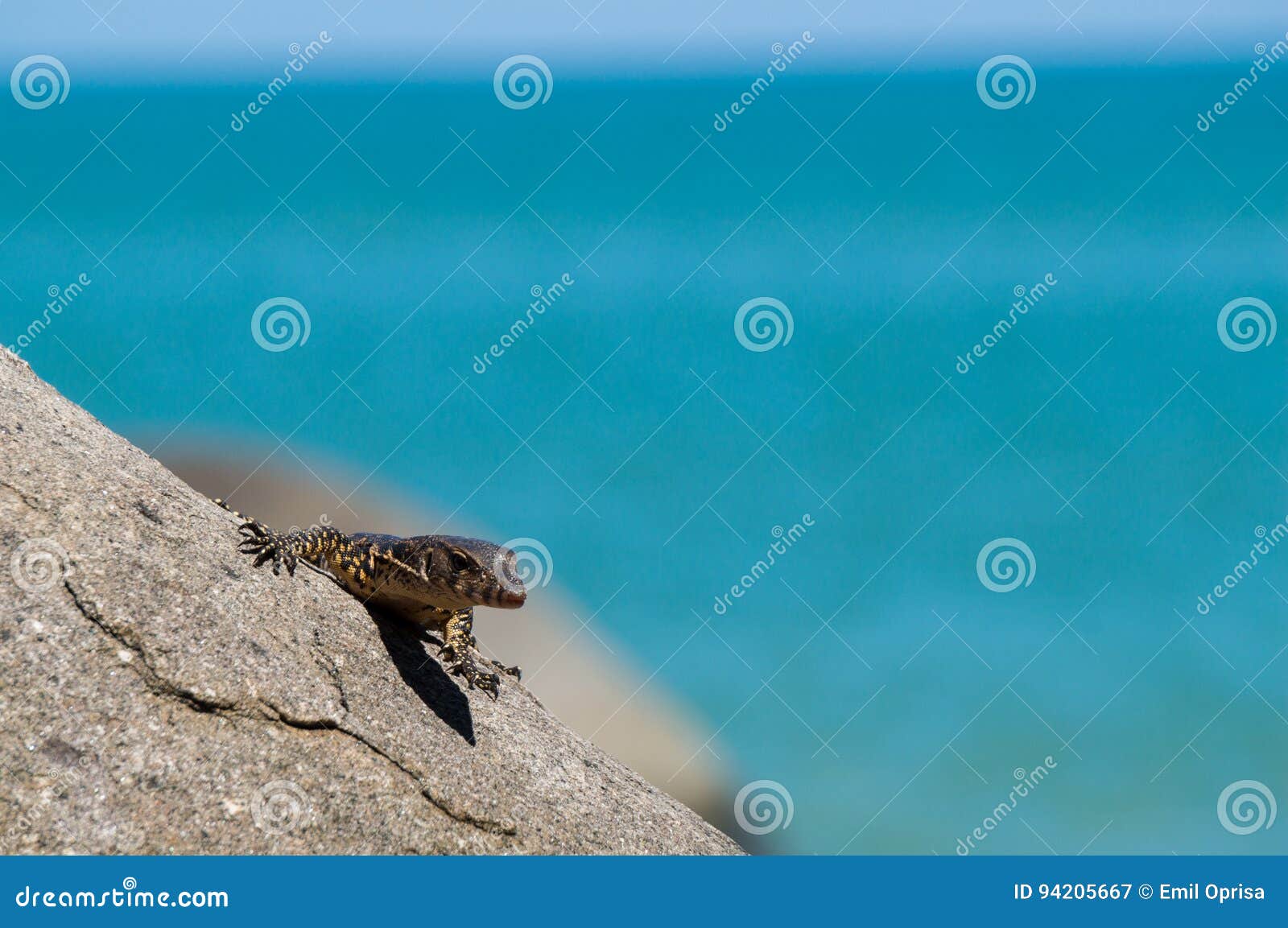 Monitor lizard stock image. Image of close, natural, ecology 94205667
