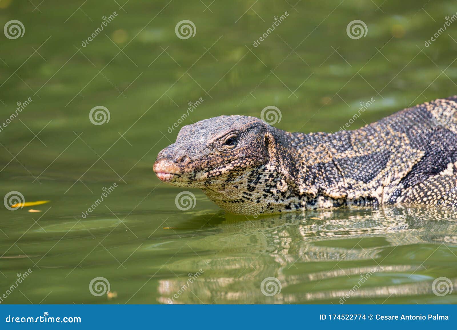 Monitor Lizard Varanus Salvator Live in Lumpini Park Stock Photo Image of lizard, lumphini