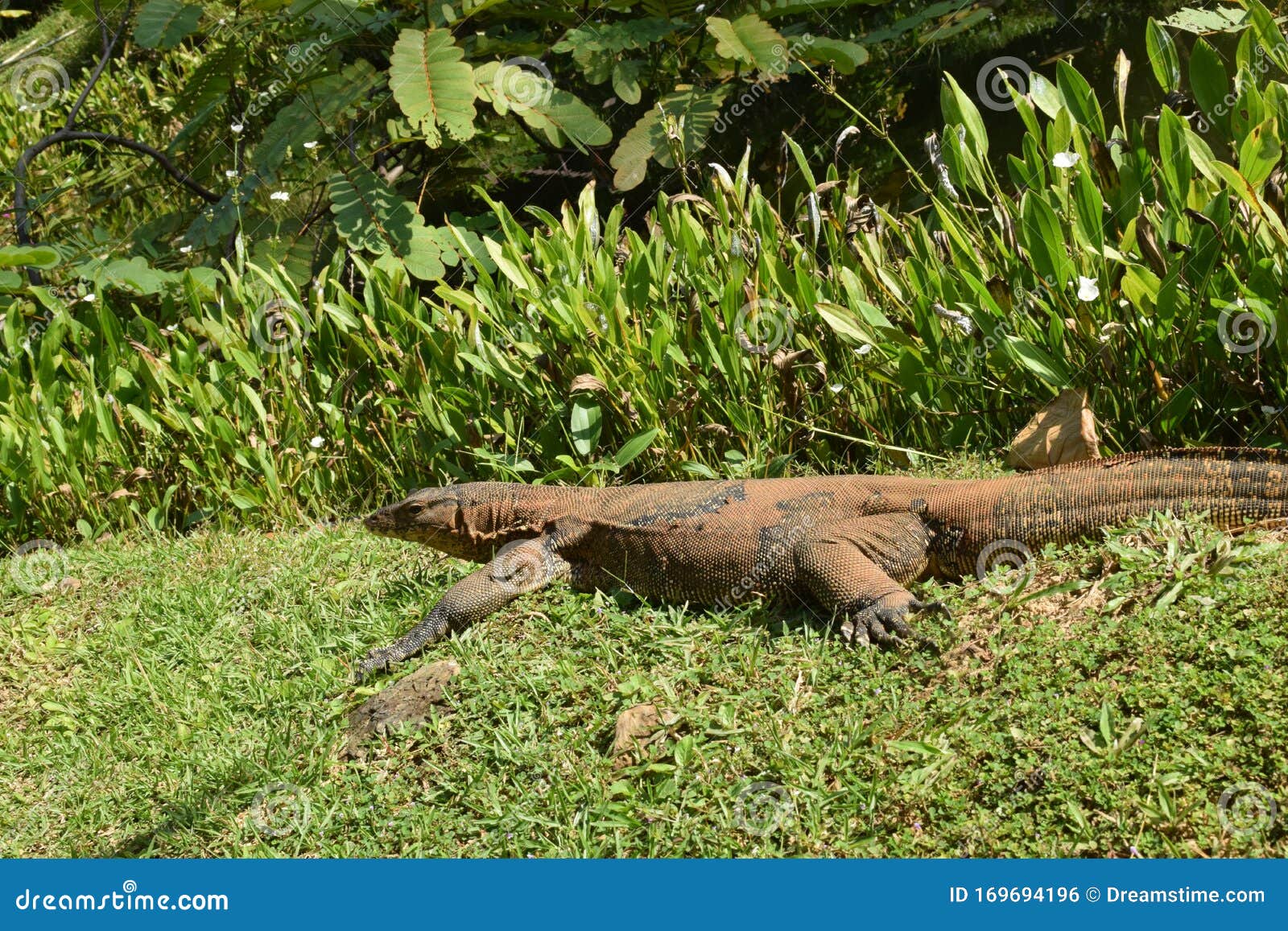 wild argus monitor wild argus monitor