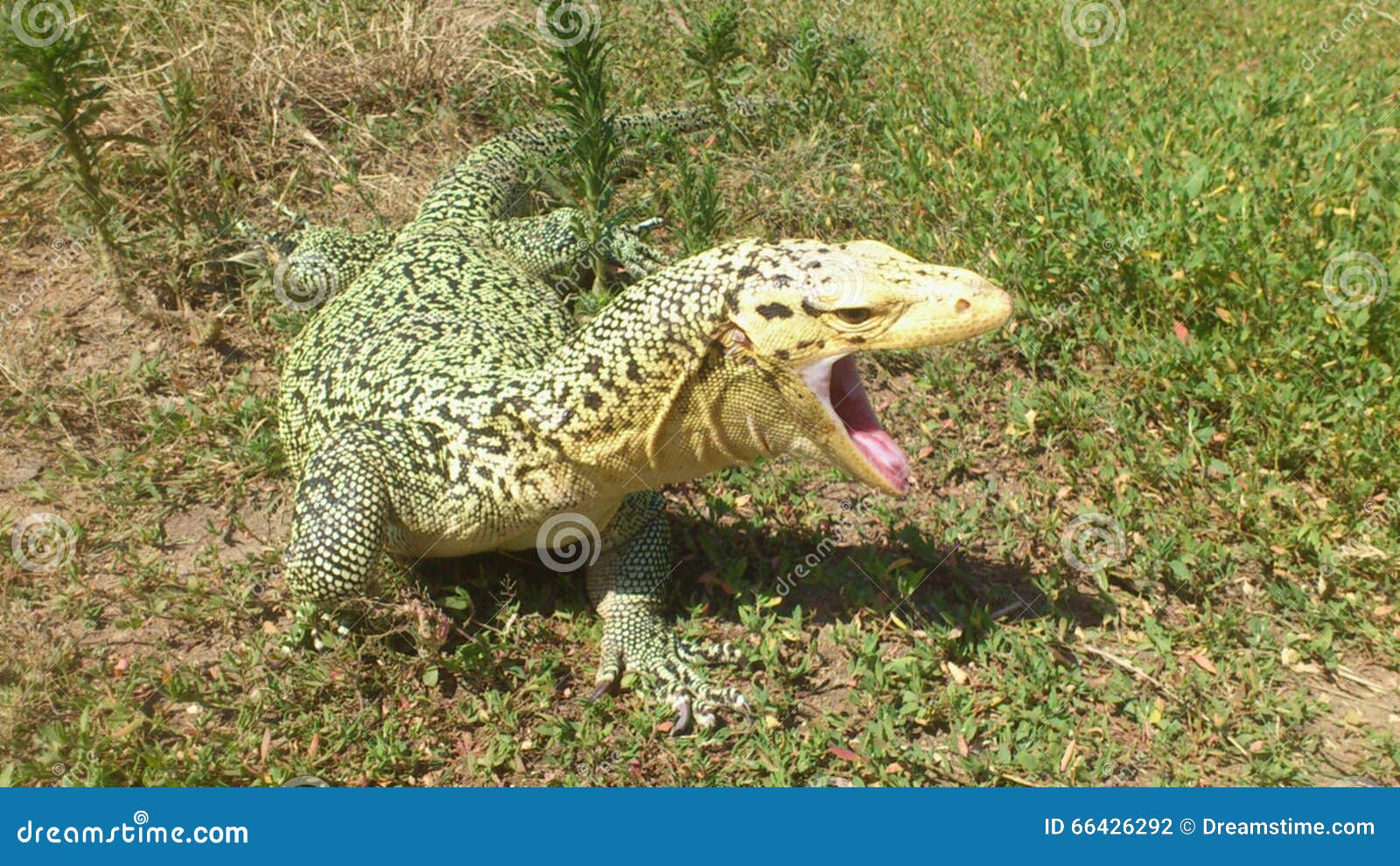 Monitor Lizard Yawning stock photo. Image of jaws, reptile 66426292