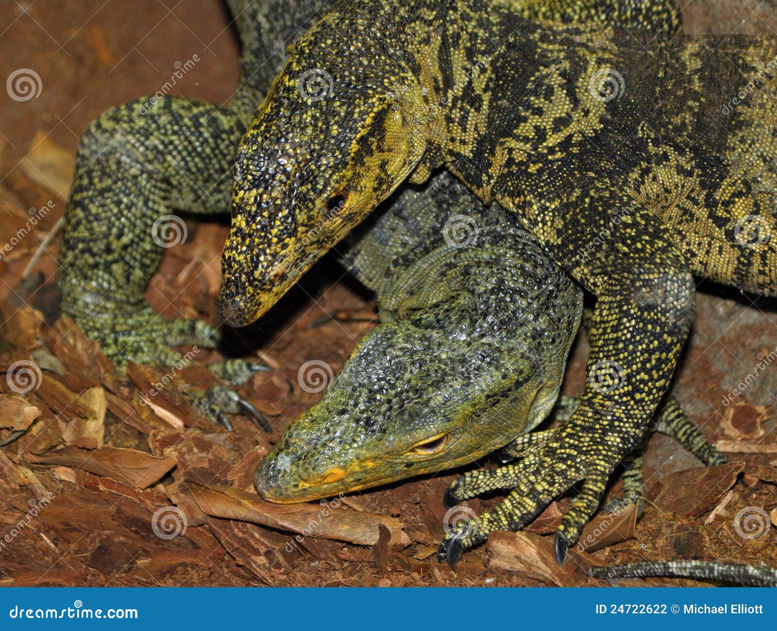 Monitor Lizards stock photo. Image of predator, dragon 24722622