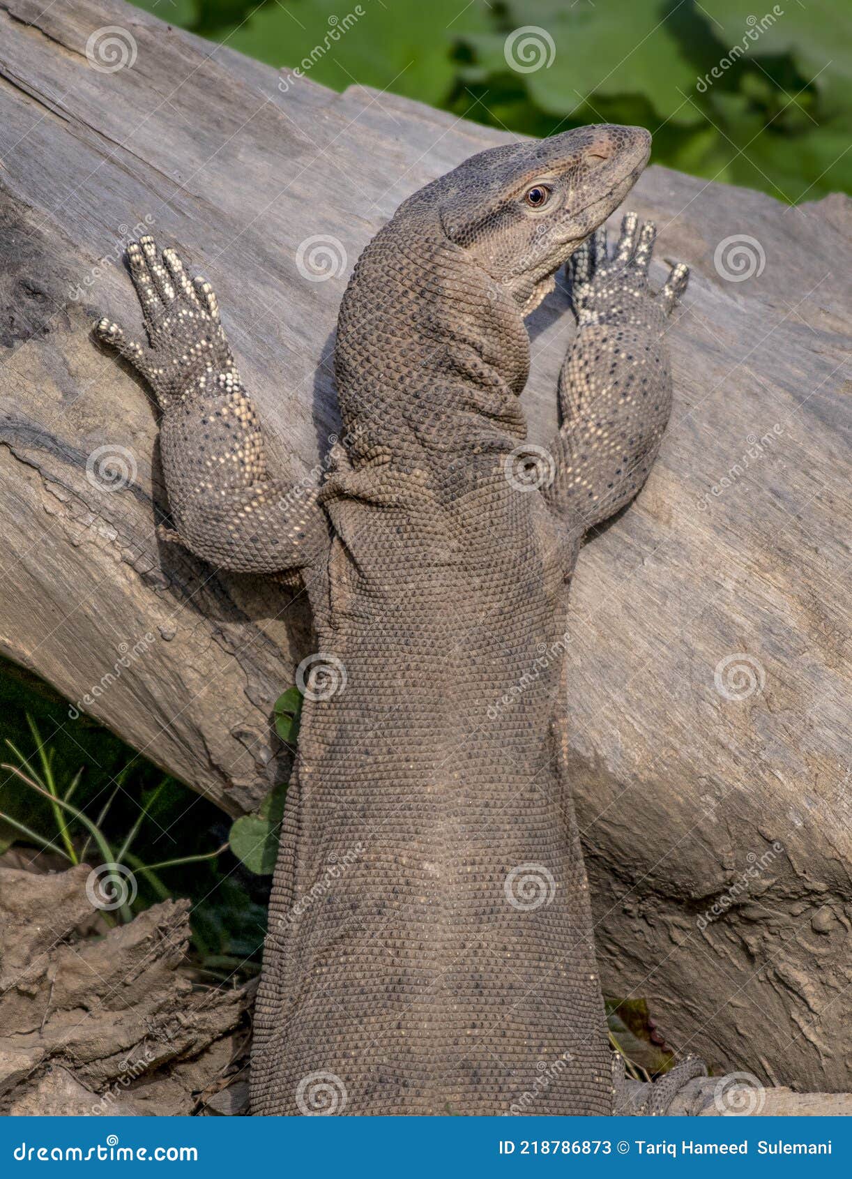 Monitor Lizard or Varanus is Called Goh in Pakistan and India Stock Image - Image of varanus, native: 218786873 Monitor Lizard or Varanus is Called Goh in Pakistan and India Stock Image - Image of varanus, native: 218786873