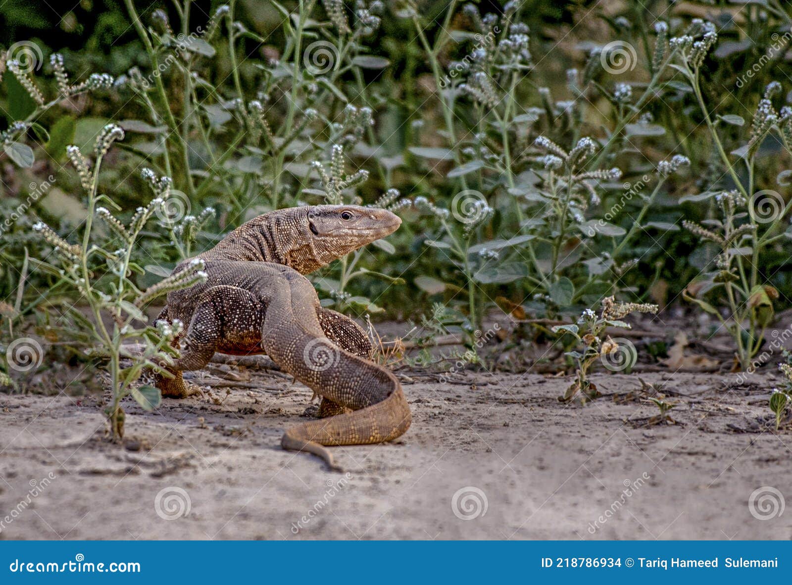 Monitor Lizard or Varanus is Called Goh in Pakistan and India Stock Photo -  Image of native, monitor: 218786934