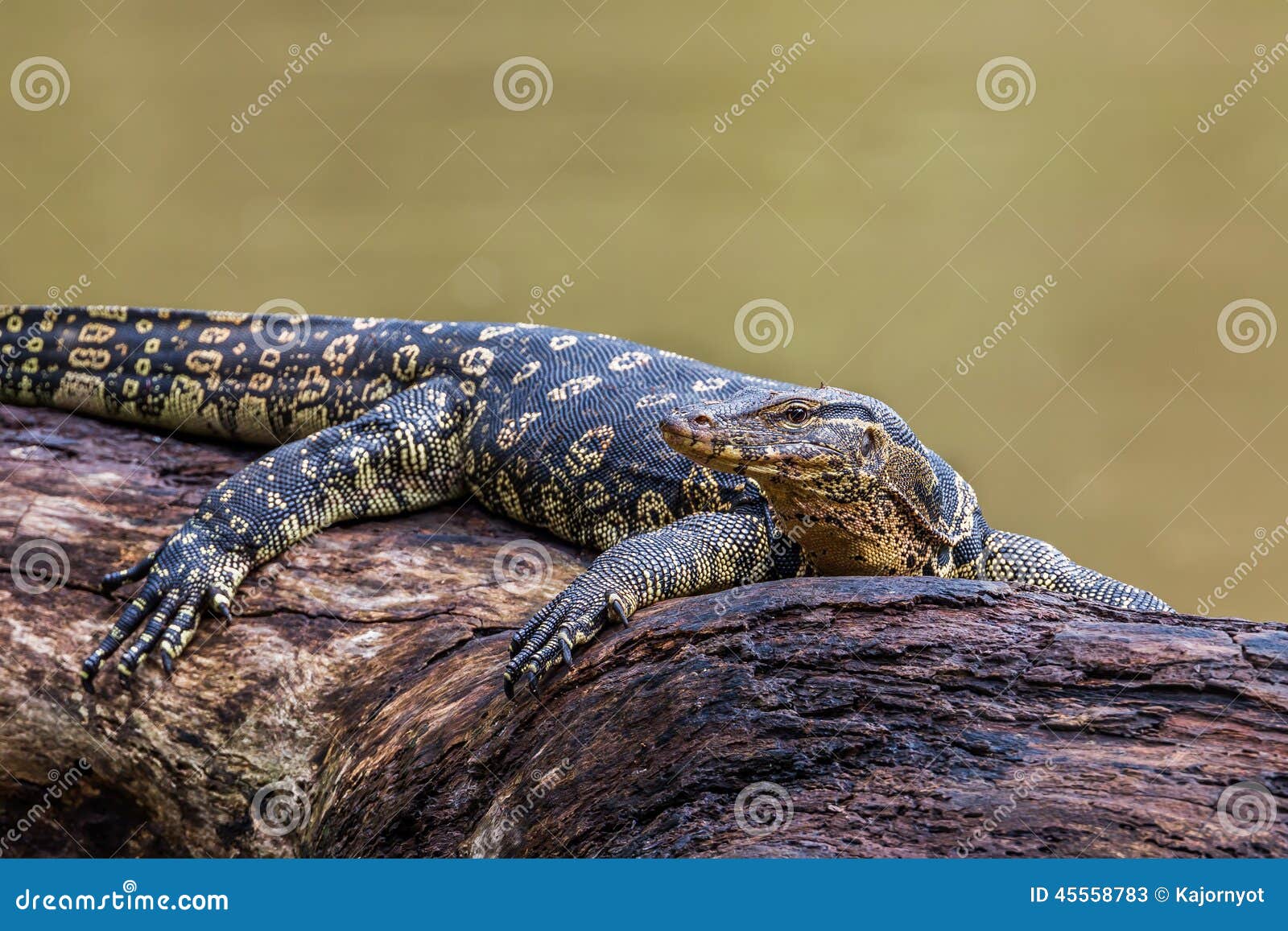 monitor lizards(varanus varius)