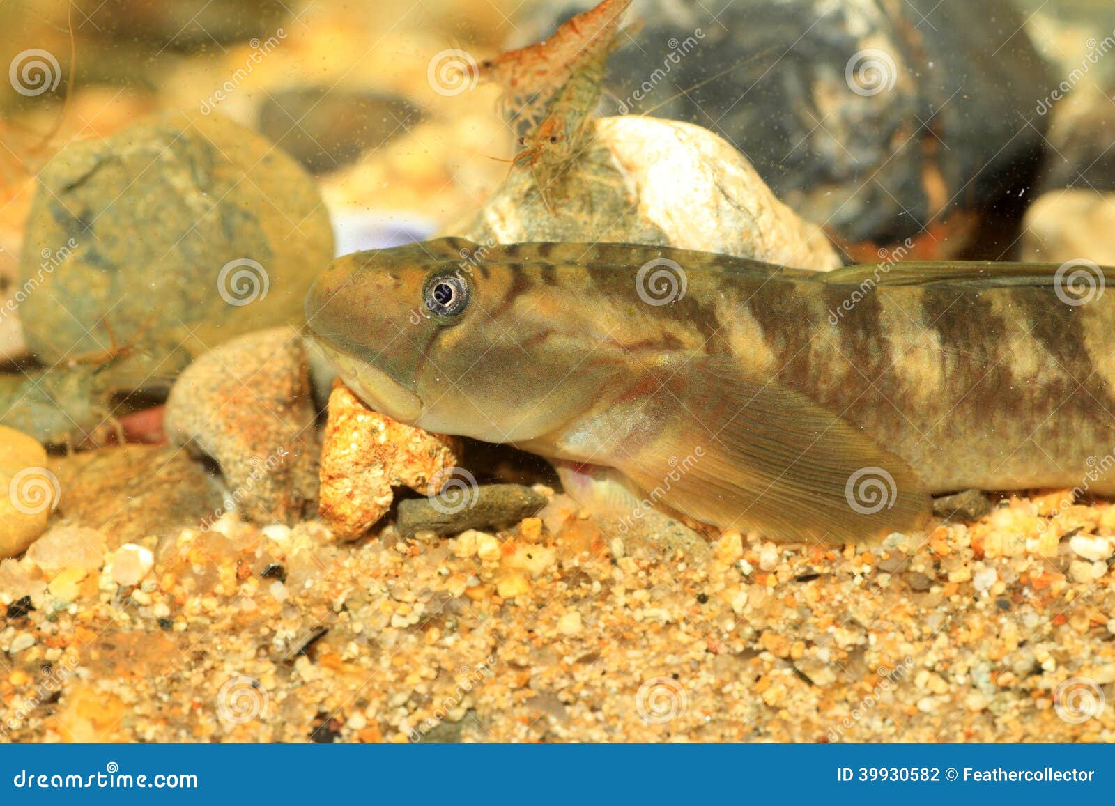 Monk goby stock photo. Image of goby, fresh, fish, monk 39930582