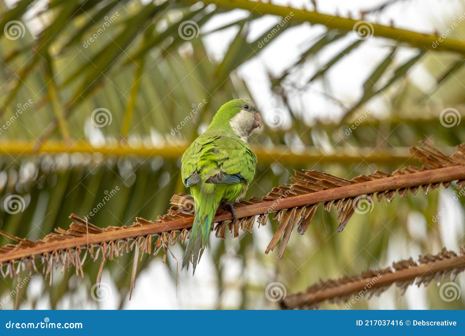 Monk Parakeet in Cape Coral, Florida Stock Photo Image of coral