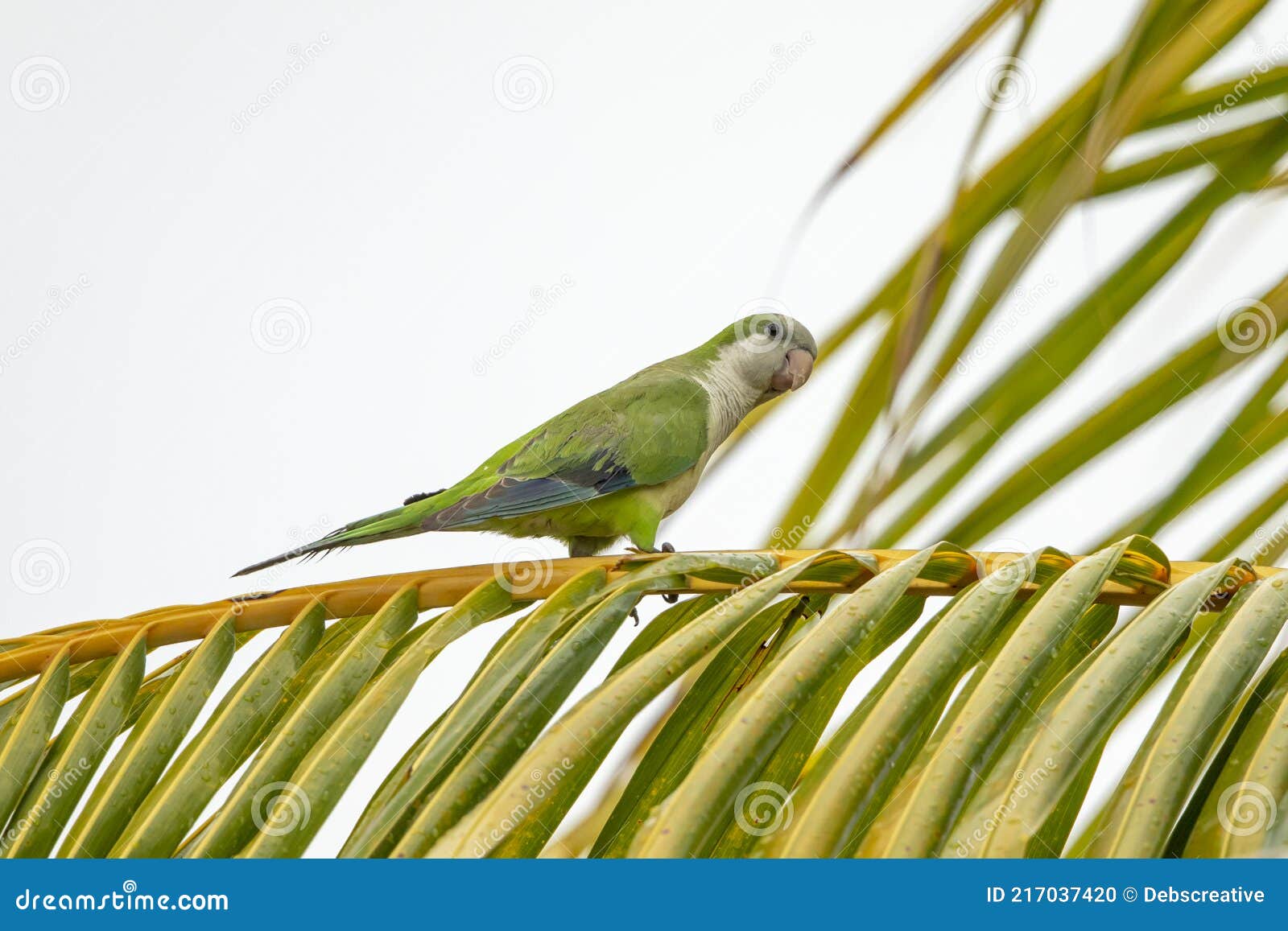 Monk Parakeet in Cape Coral, Florida Stock Photo Image of coral