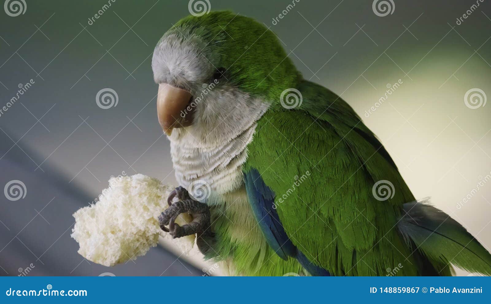 Monk Parakeet Eating a Loaf of Bread Stock Image Image of macaw, parakeet 148859867