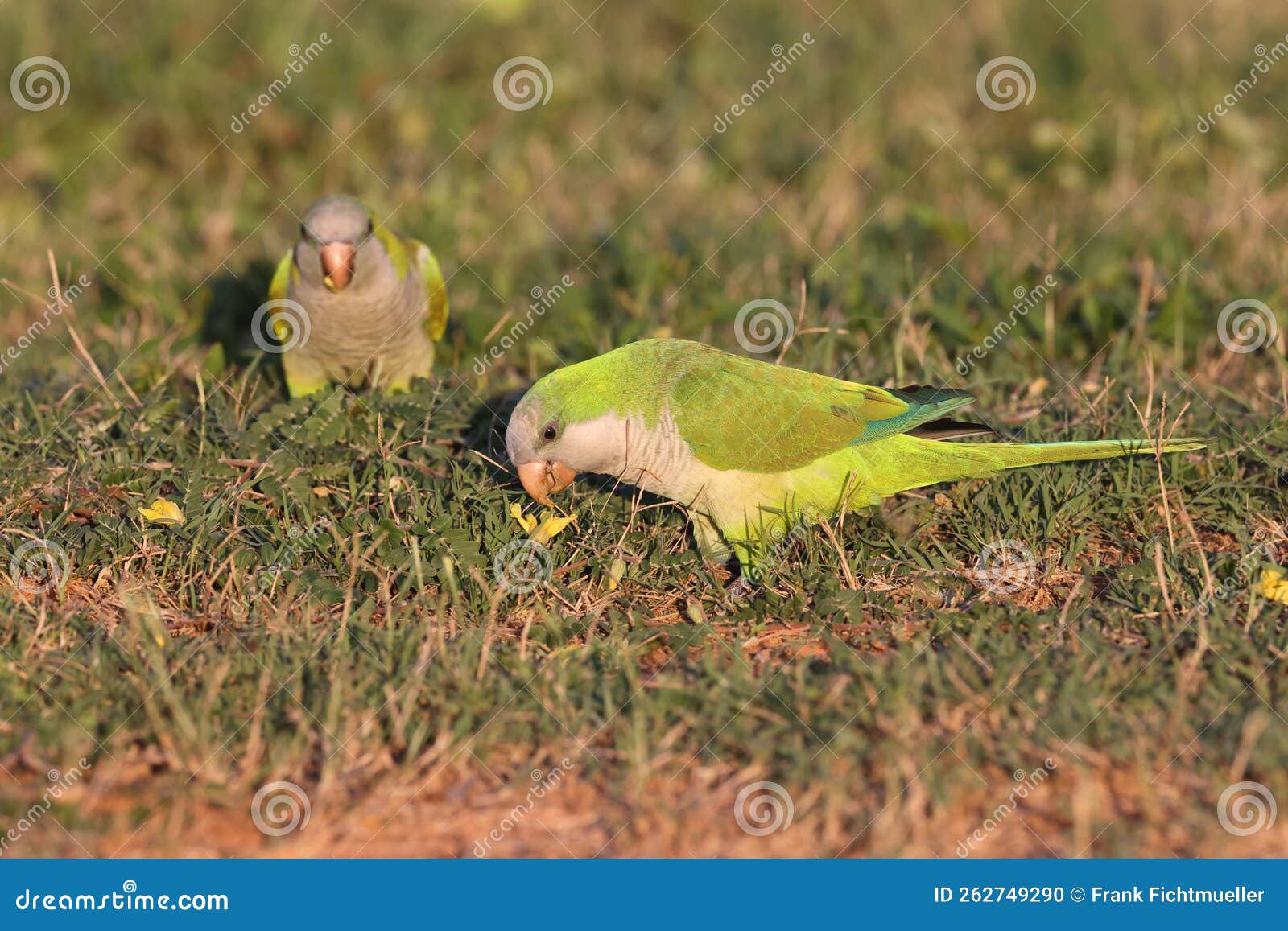 Monk Parakeet (Myiopsitta Monachus) Cape Coral Florida Stock Photo