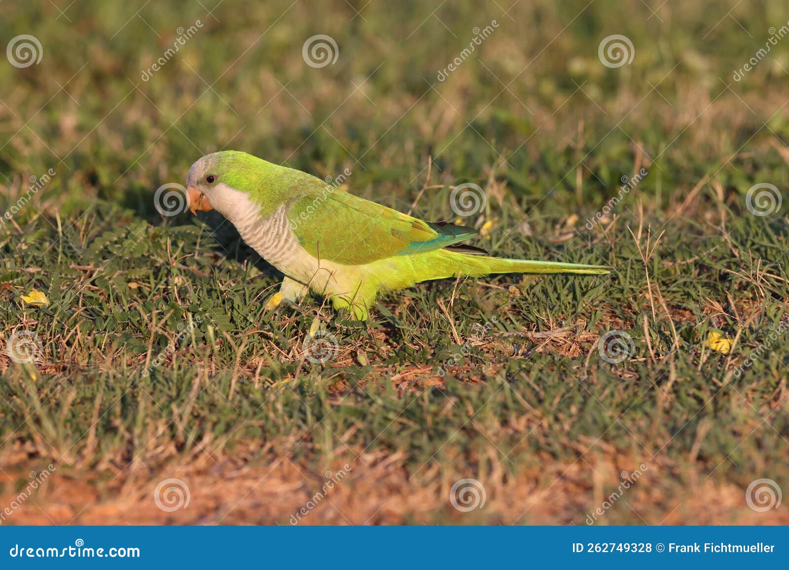 Monk Parakeet (Myiopsitta Monachus) Cape Coral Florida Stock Photo