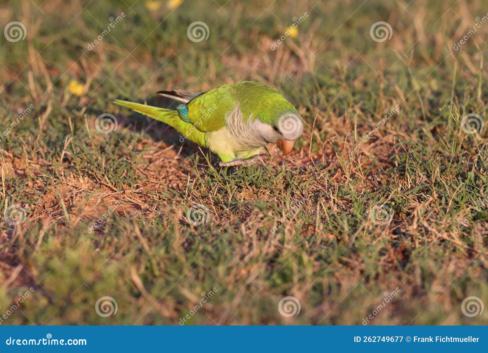Monk Parakeet (Myiopsitta Monachus) Cape Coral Florida Stock Image