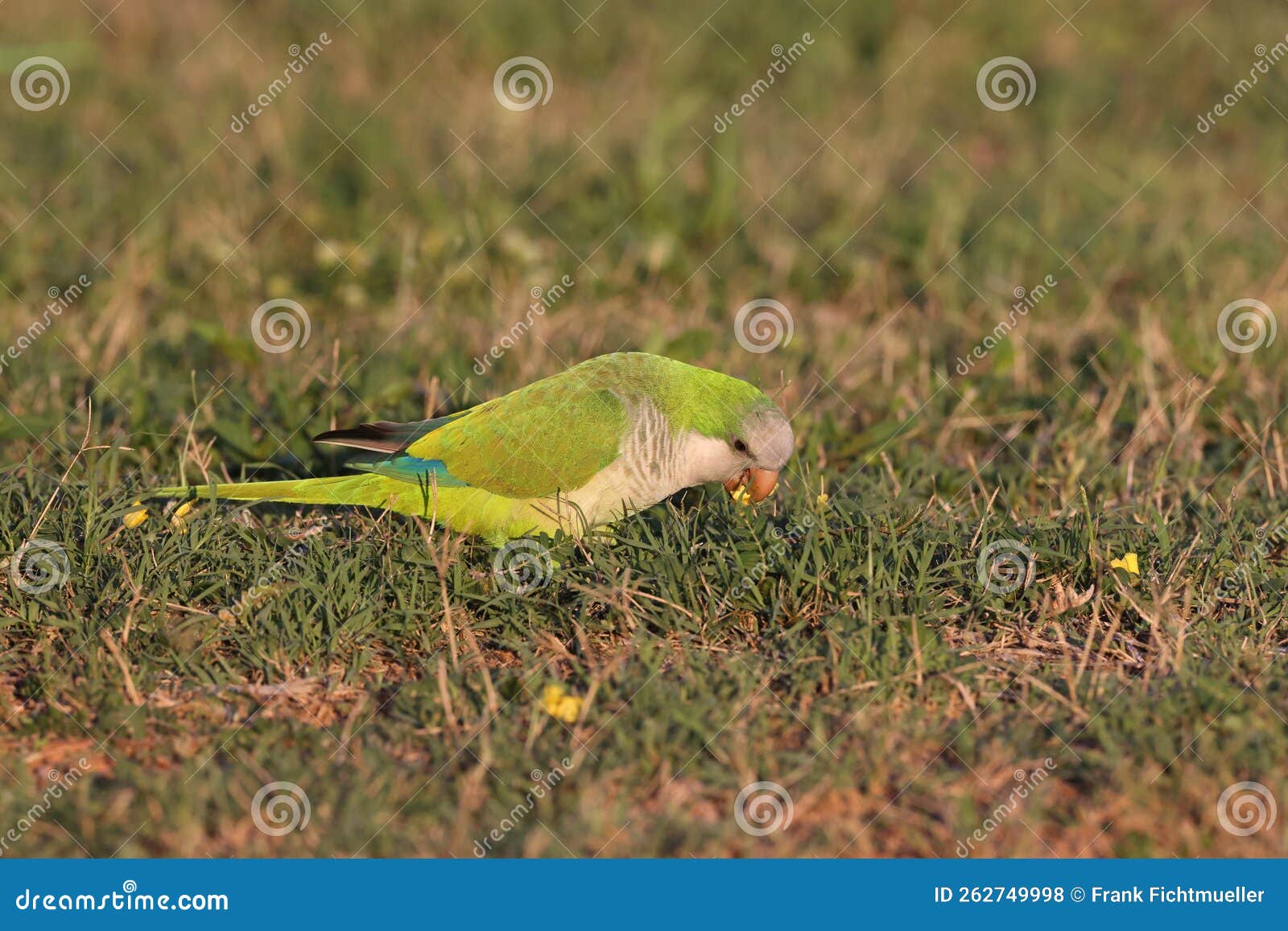 Monk Parakeet (Myiopsitta Monachus) Cape Coral Florida Stock Photo