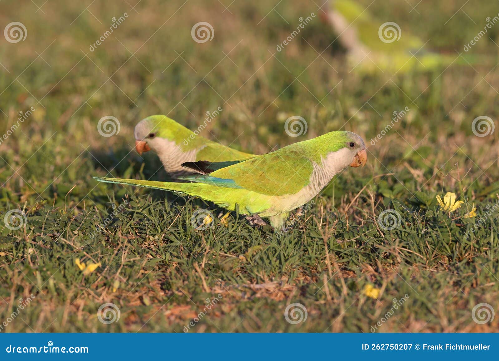 Monk Parakeet (Myiopsitta Monachus) Cape Coral Florida Stock Image
