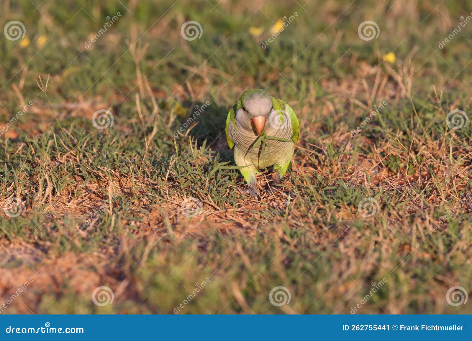Monk Parakeet (Myiopsitta Monachus) Cape Coral Florida Stock Image