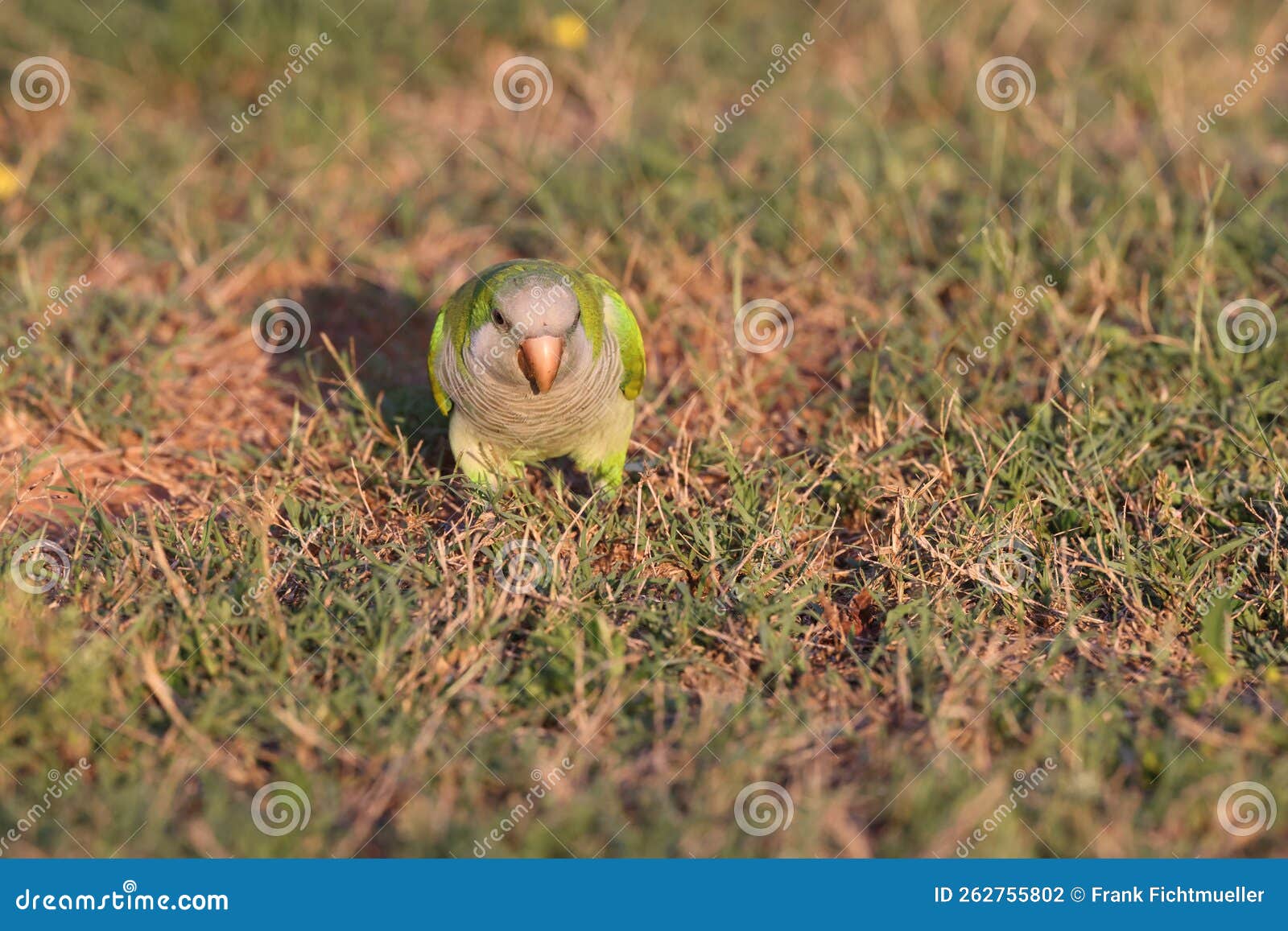 Monk Parakeet (Myiopsitta Monachus) Cape Coral Florida Stock Photo