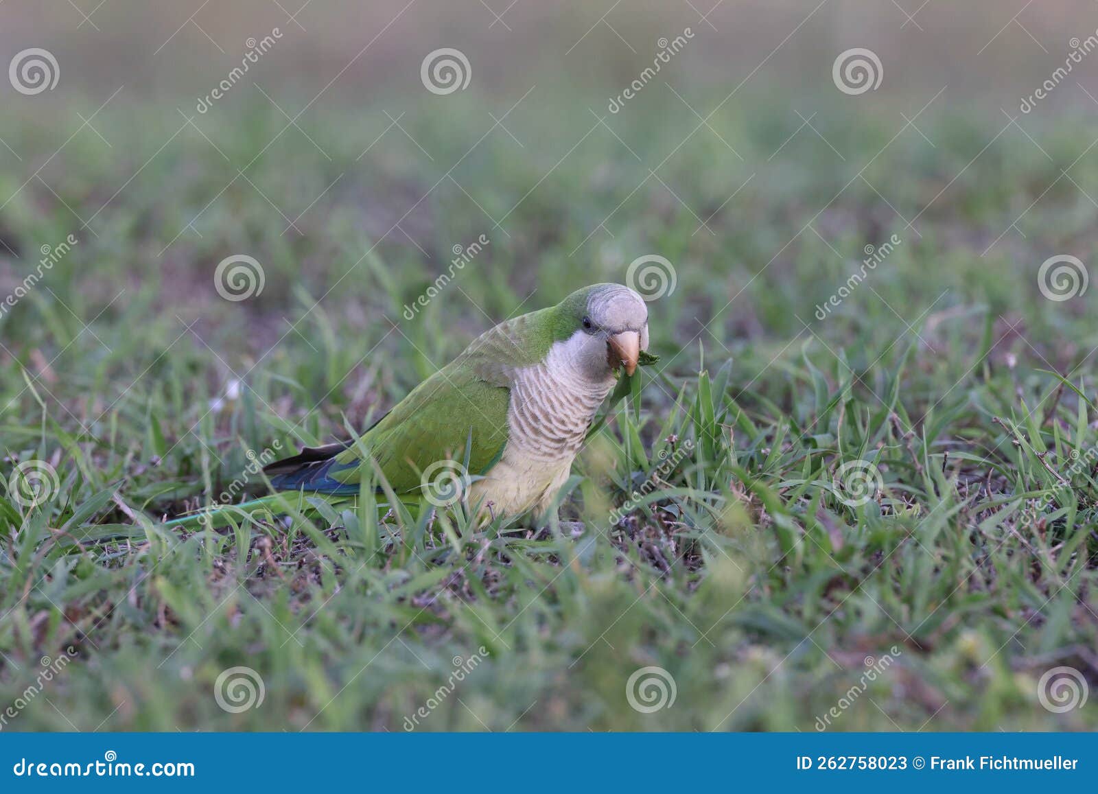 Monk Parakeet (Myiopsitta Monachus) Cape Coral Florida Stock Image