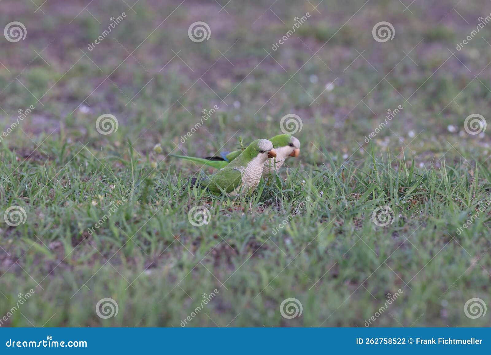 Monk Parakeet (Myiopsitta Monachus) Cape Coral Florida Stock Photo