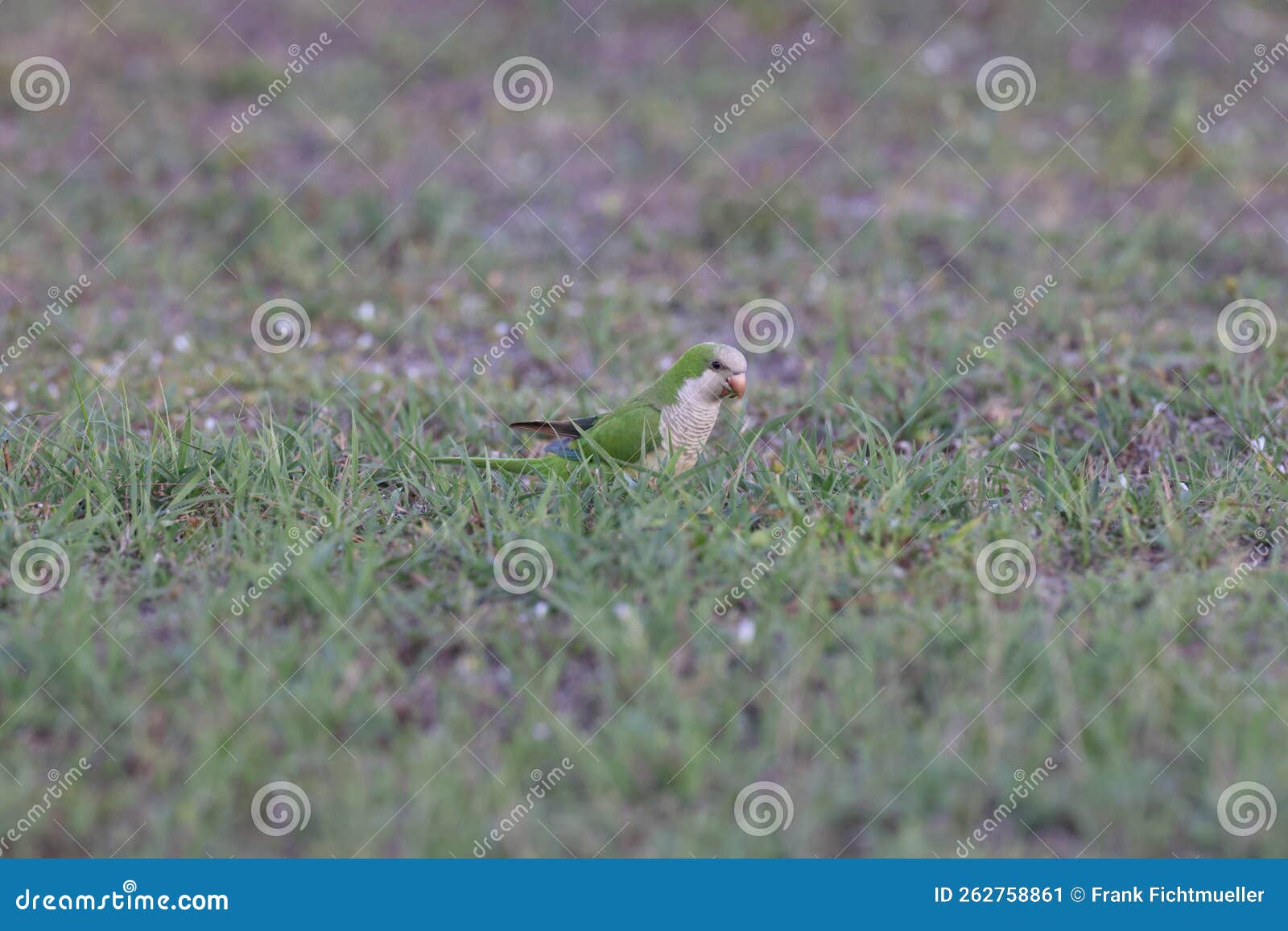Monk Parakeet (Myiopsitta Monachus) Cape Coral Florida Stock Image