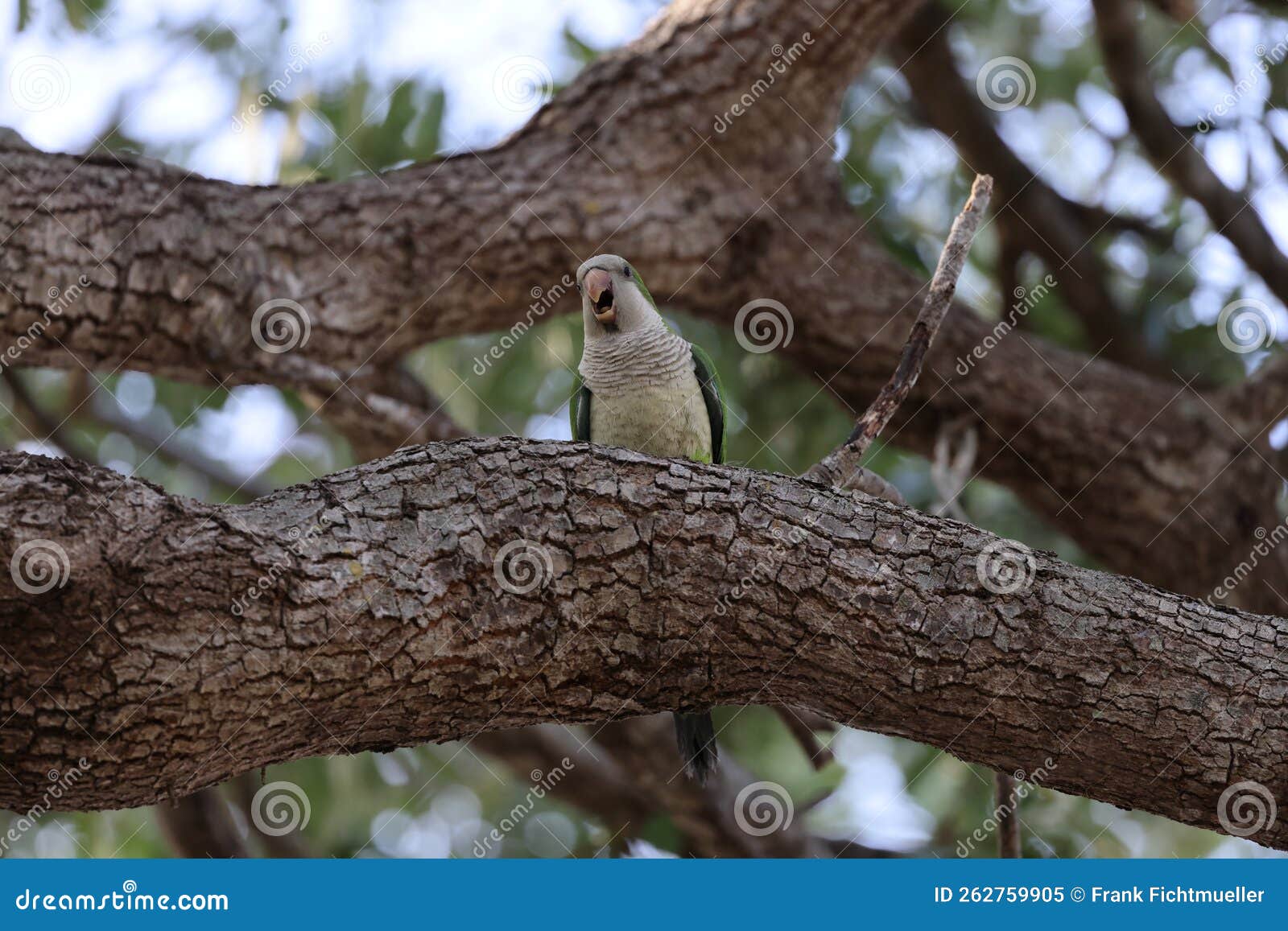 Monk Parakeet (Myiopsitta Monachus) Cape Coral Florida Stock Image