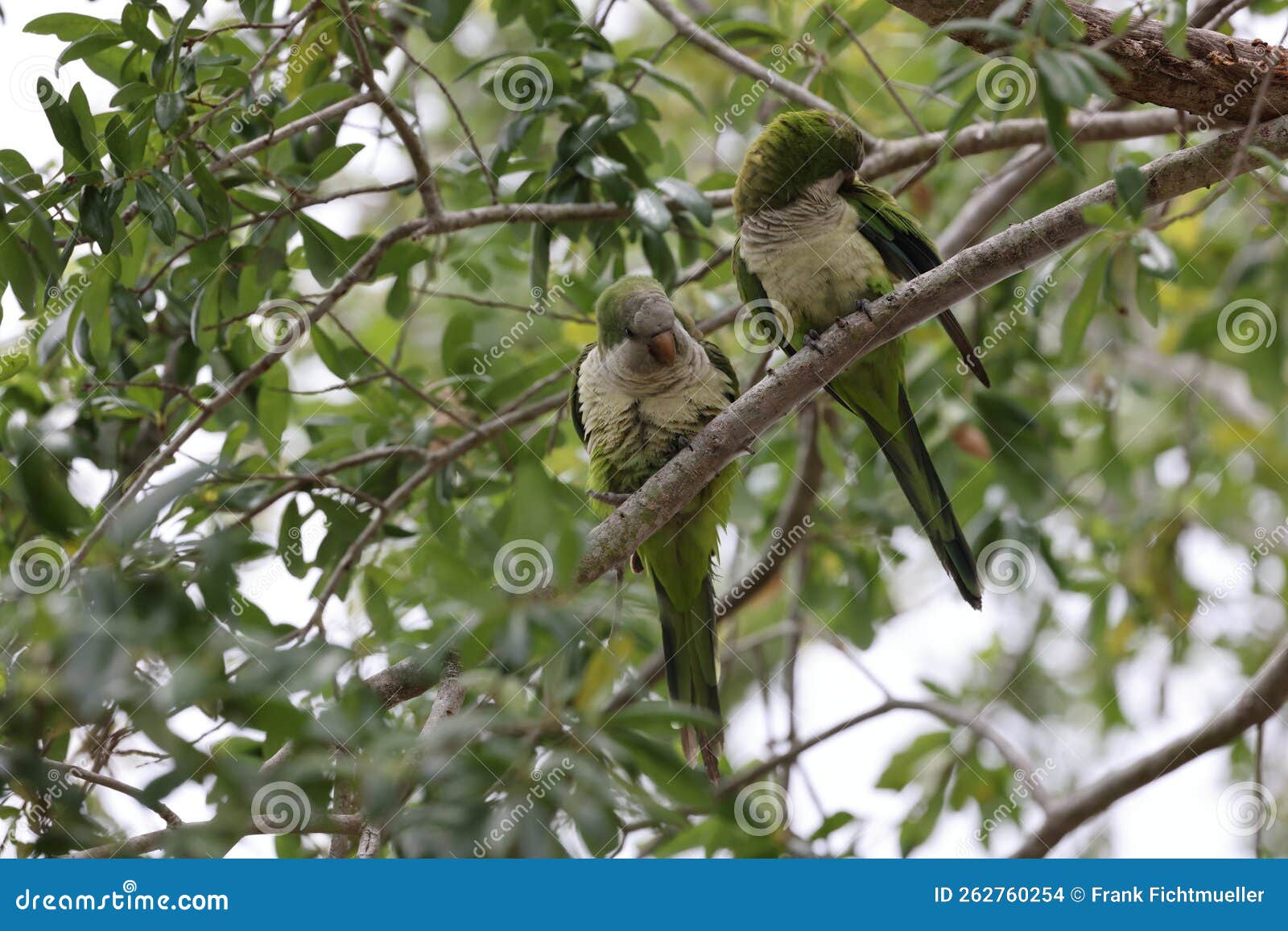 Monk Parakeet (Myiopsitta Monachus) Cape Coral Florida Stock Photo