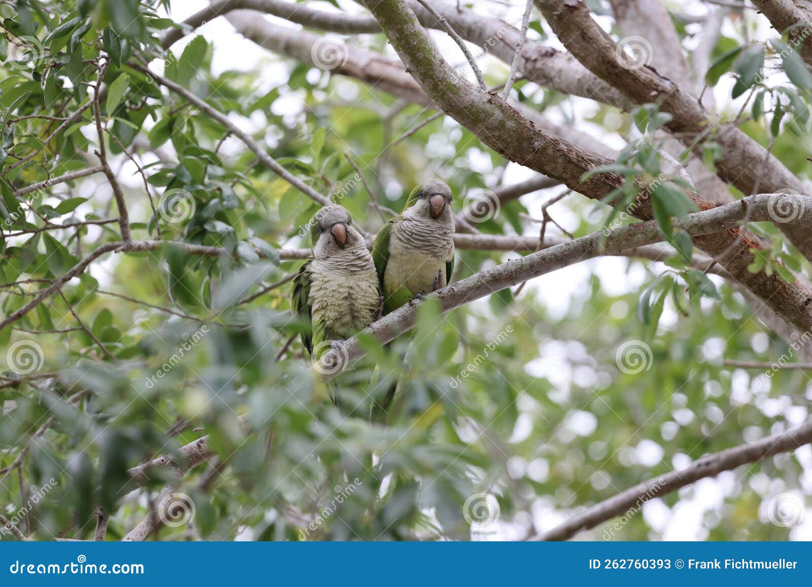 Monk Parakeet (Myiopsitta Monachus) Cape Coral Florida Stock Image