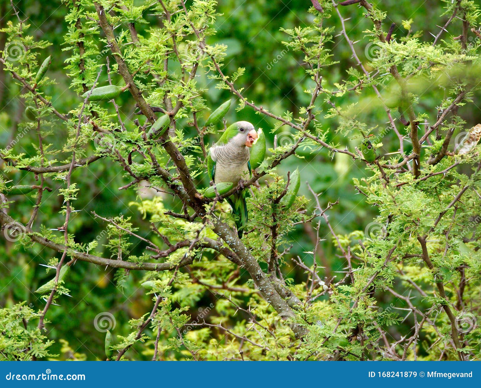 parakeet on an espinillo tree in rio ceballos, cordoba, argentina