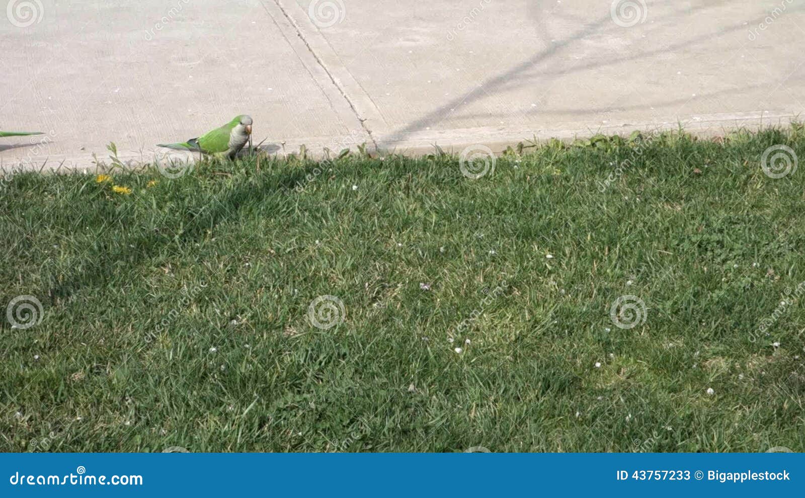 Monk Parakeets stock video. Video of green, birds, quaker 43757233