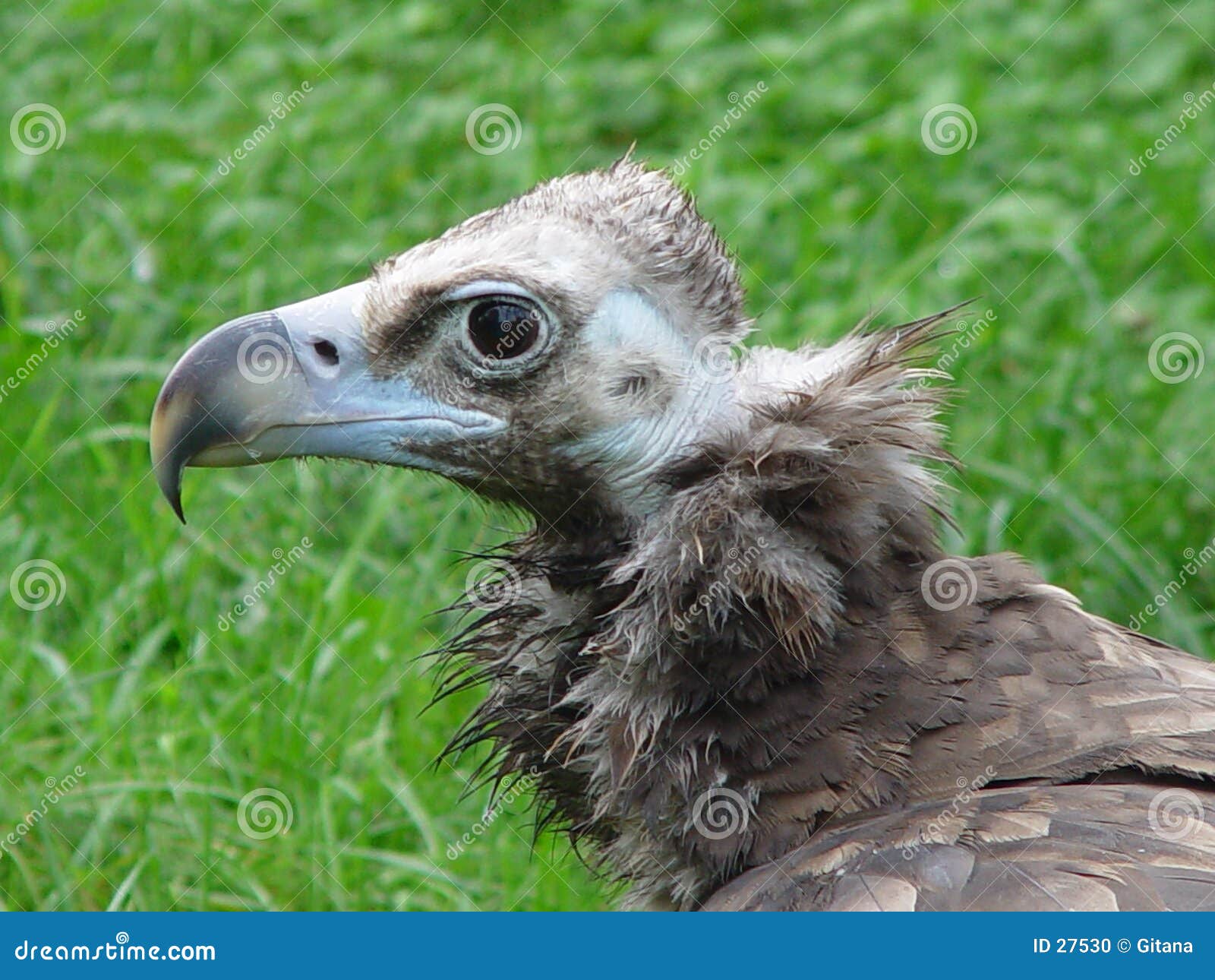 Monk vulture stock photo. Image of meat, buzzards, bird - 27530