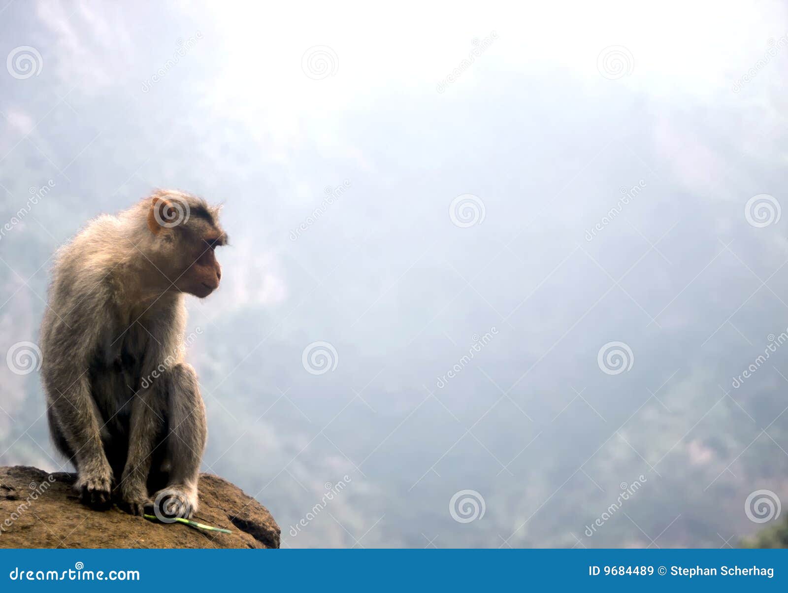 monkey at a abyss,india