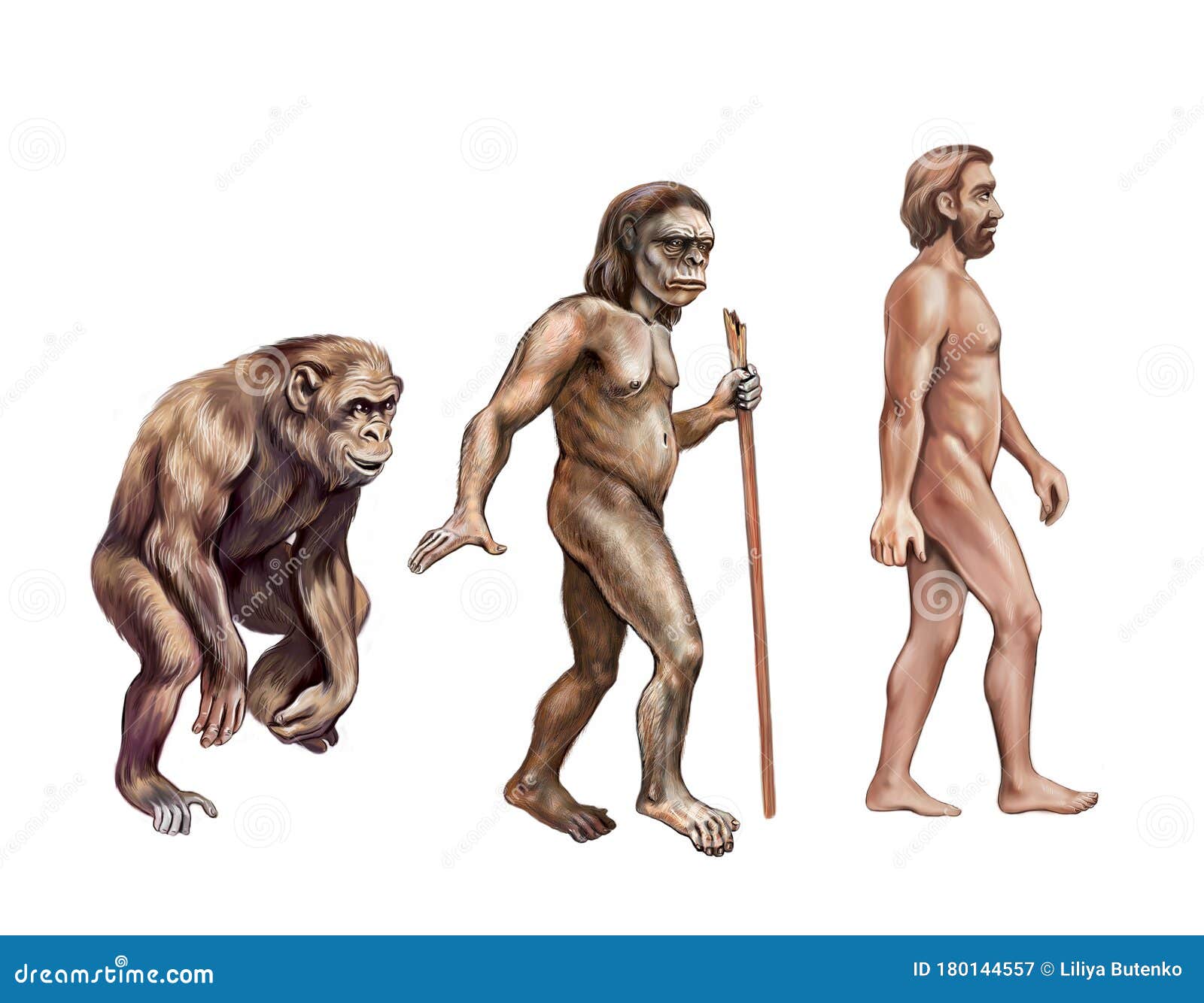 Monkey Australopithecus Y Homo Sapiens Stock de ilustración - Ilustración  de blanco, antepasado: 180144557