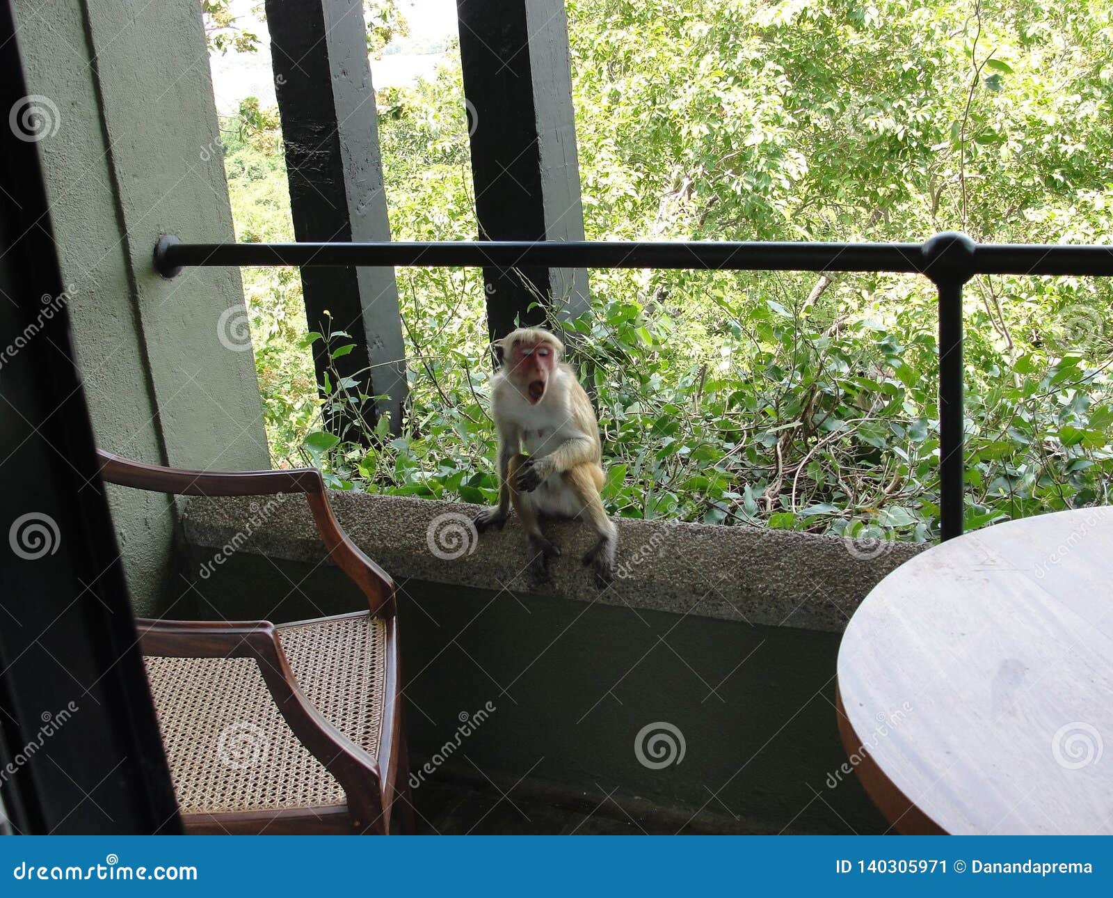 A monkey on the balcony stock image. Image of tourist 140305971