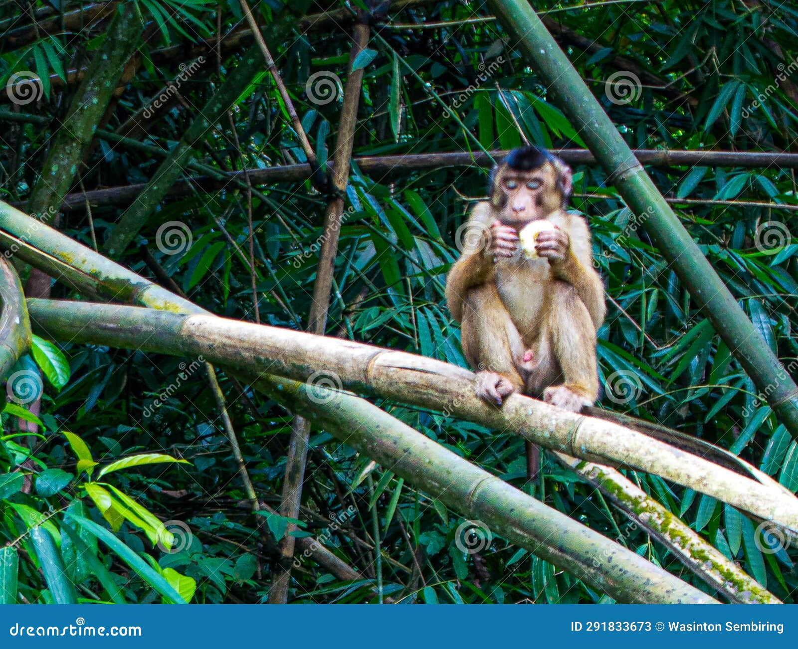 A monkey on a bamboo stick stock image. Image of green 291833673