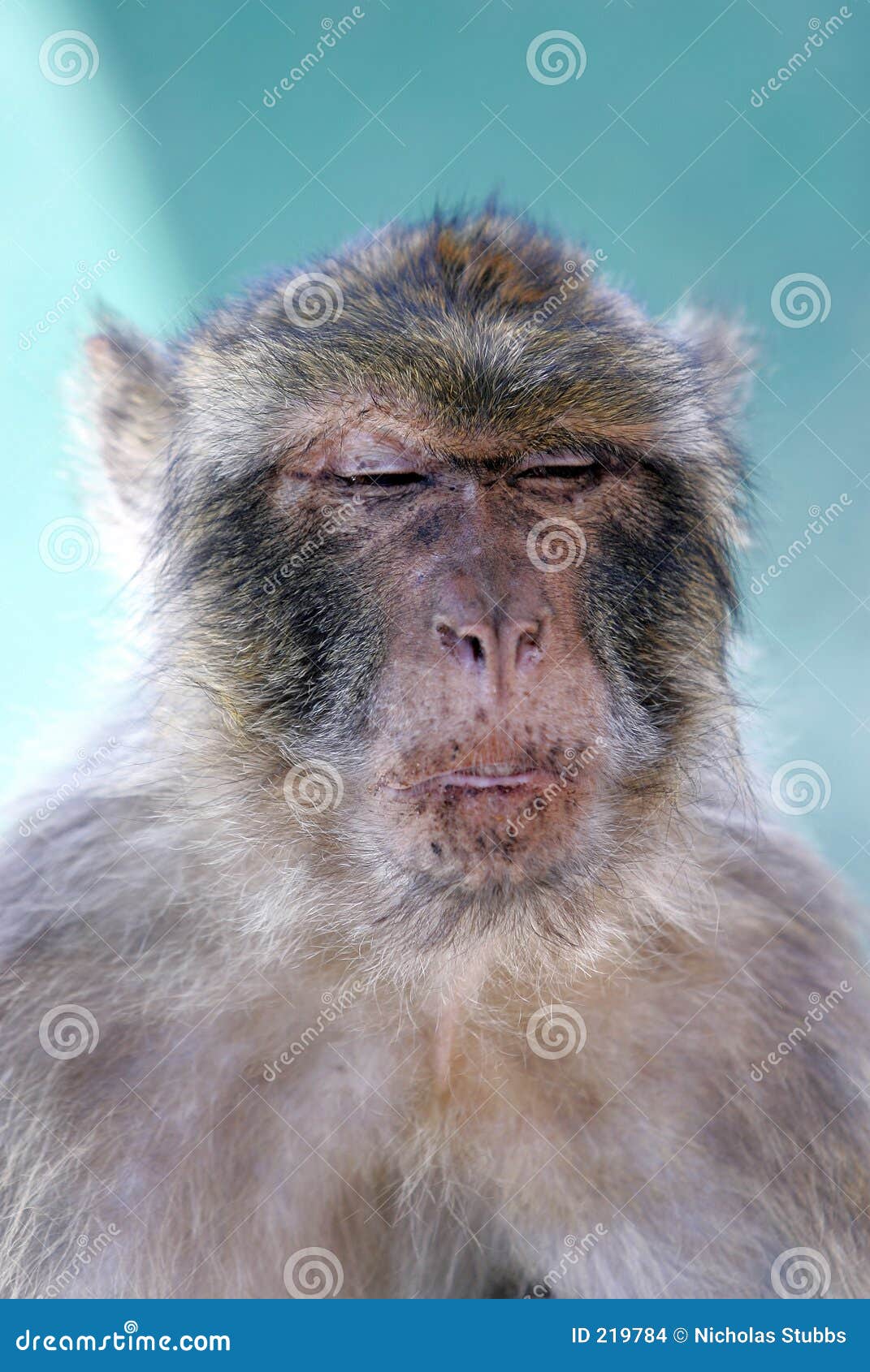 22,426 Ape Funny Stock Photos - Free & Royalty-Free Stock Photos from  Dreamstime