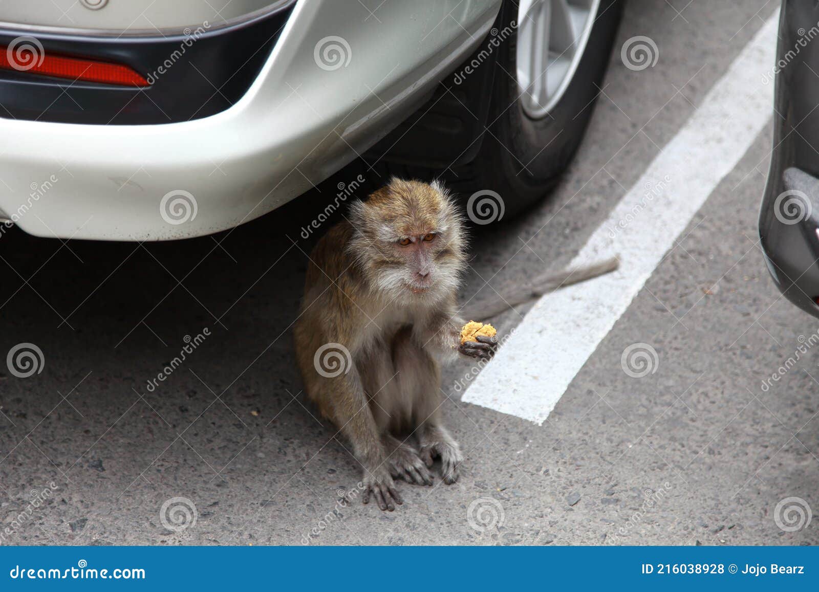 monkey at borobudur temple, central java indonesia