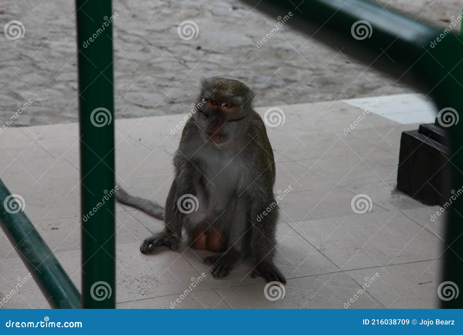 monkey at borobudur temple, central java indonesia