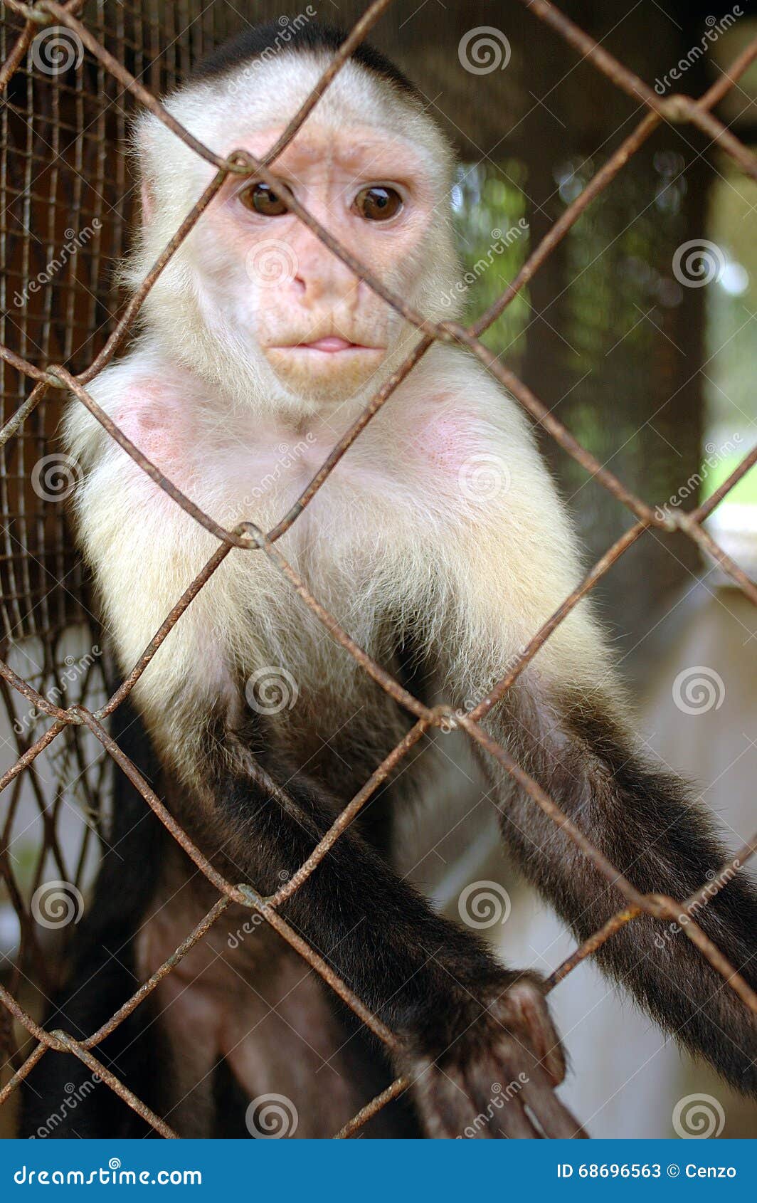 monkey in a cage, colon panama