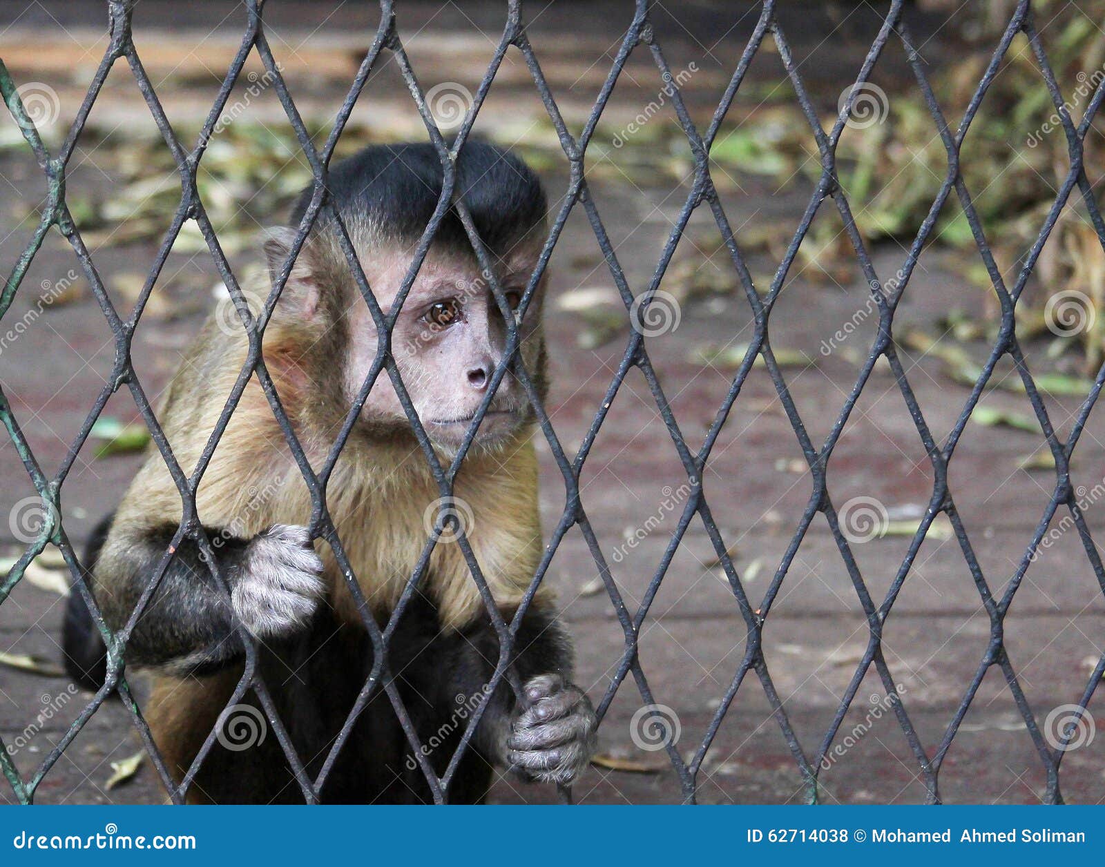 Monkey in cage stock photo. Image of confinement, zoological 62714038