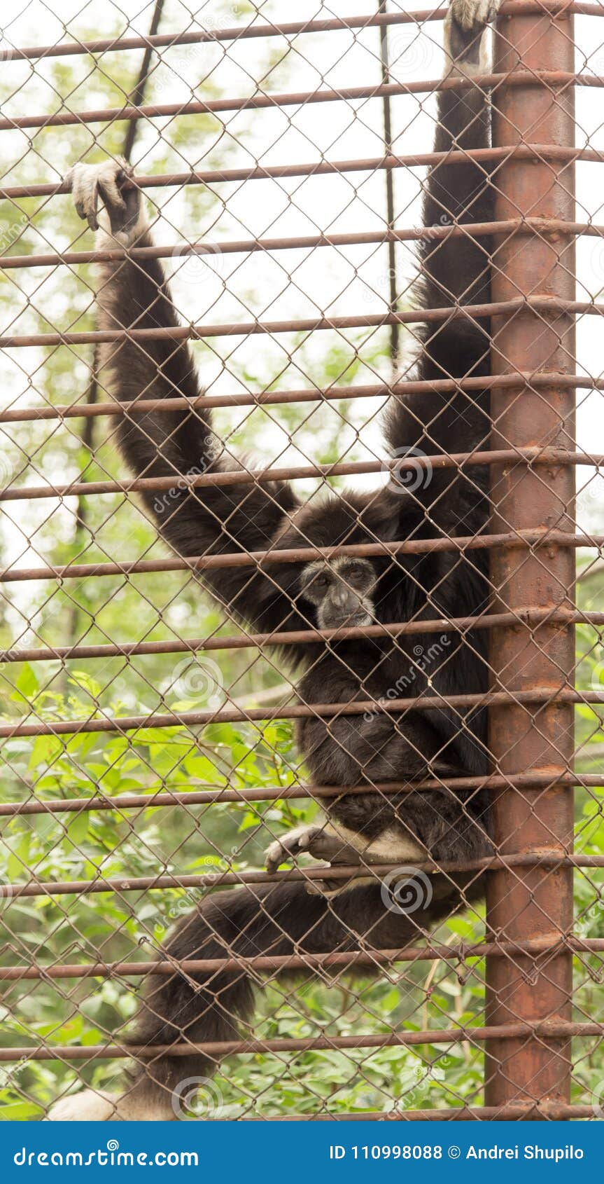 A Monkey in a Cage at the Zoo Stock Photo Image of railing, wild