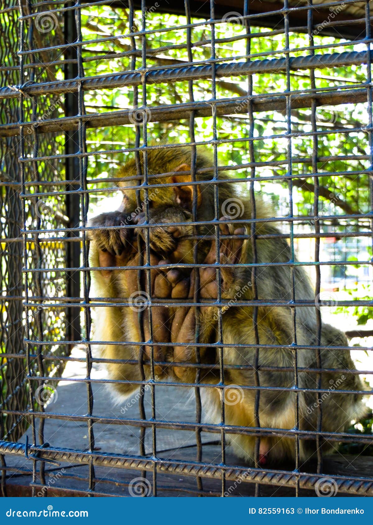Monkey in cage at the zoo stock image. Image of cute 82559163