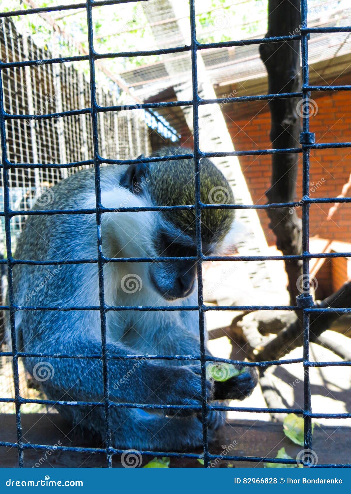 Monkey in a cage at zoo stock photo. Image of captivity 82966828