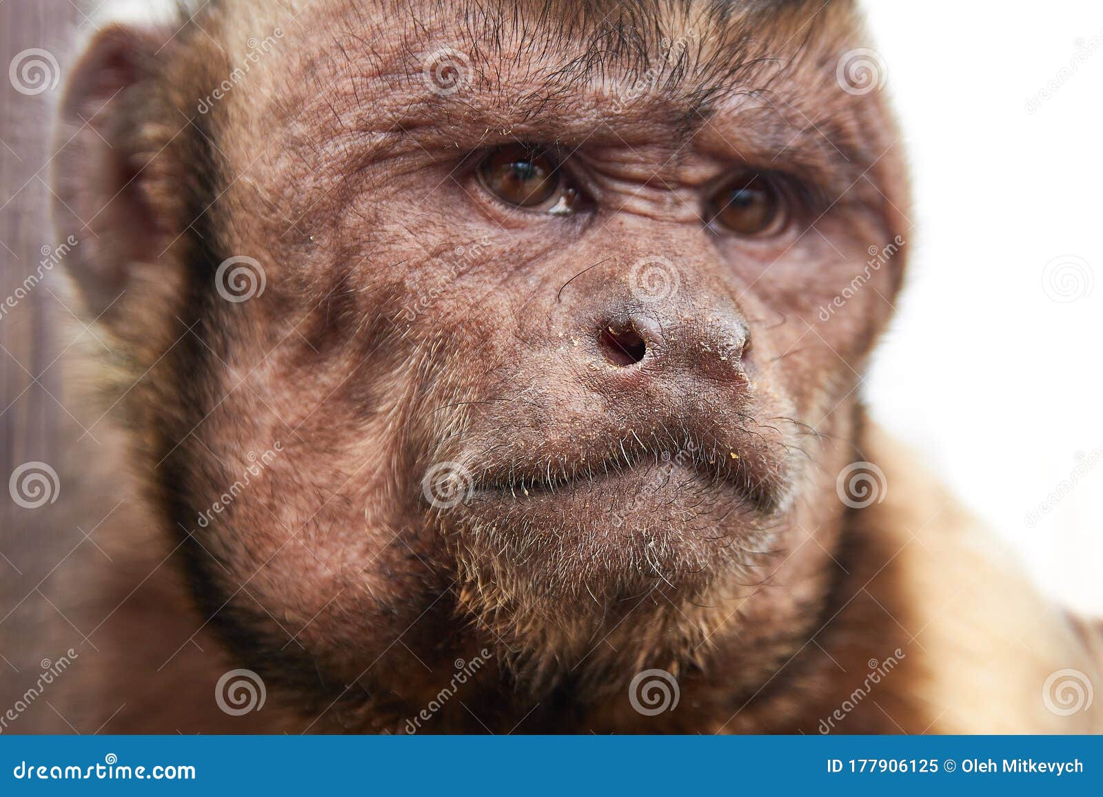 Capuchin Monkey Head in the Wild. Thoughtful, Longing Look Stock Image